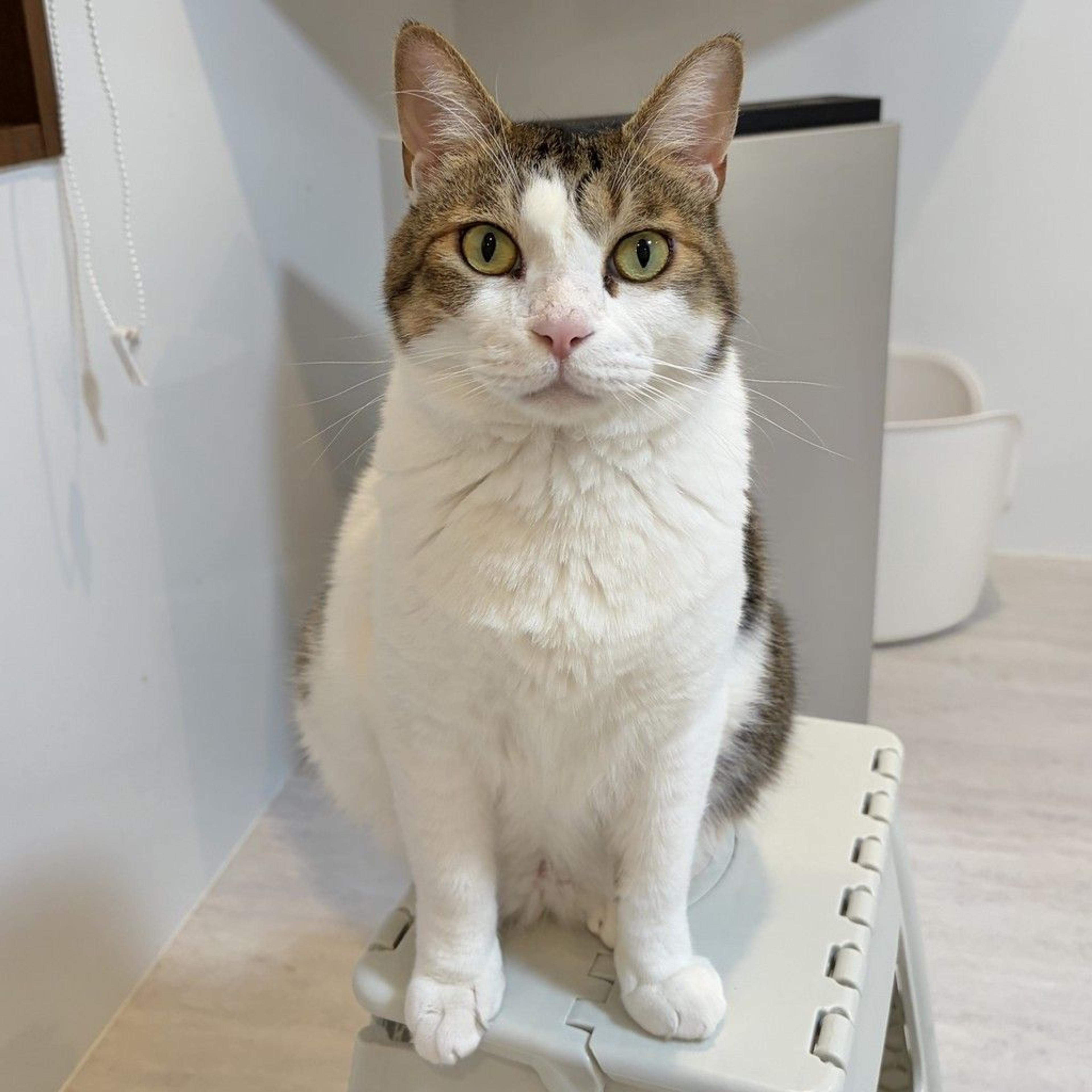 pet-image-3