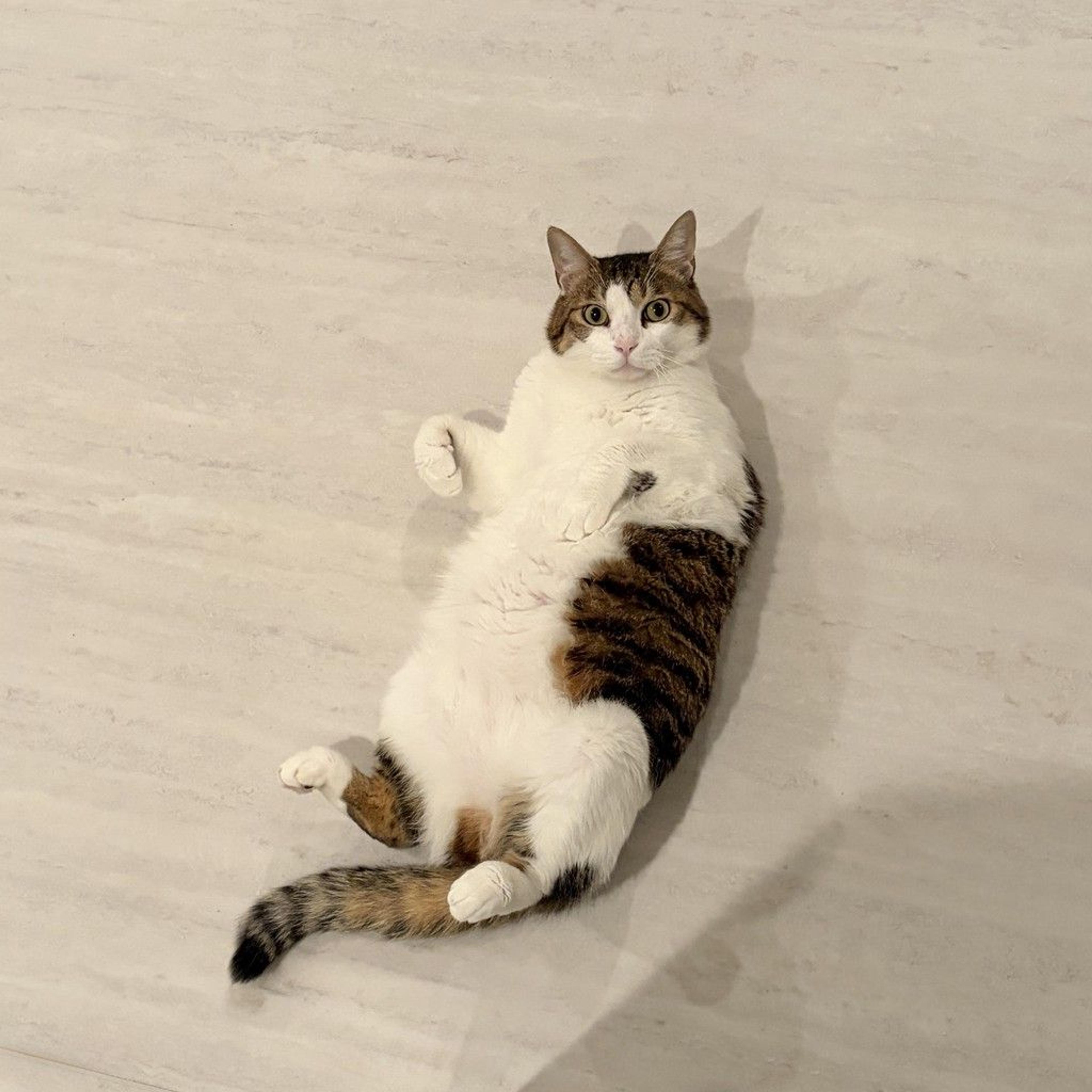 pet-image-4