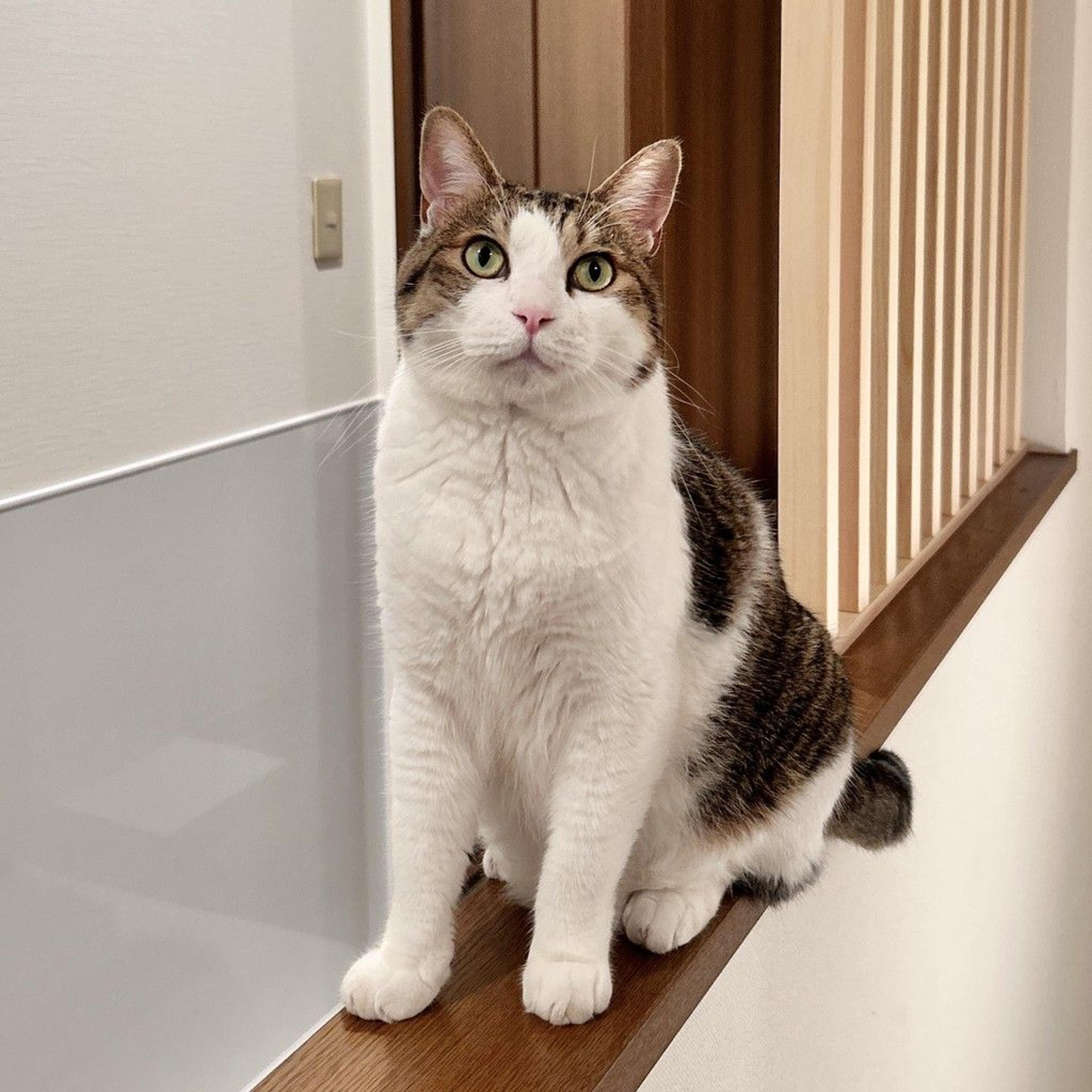 pet-image-5