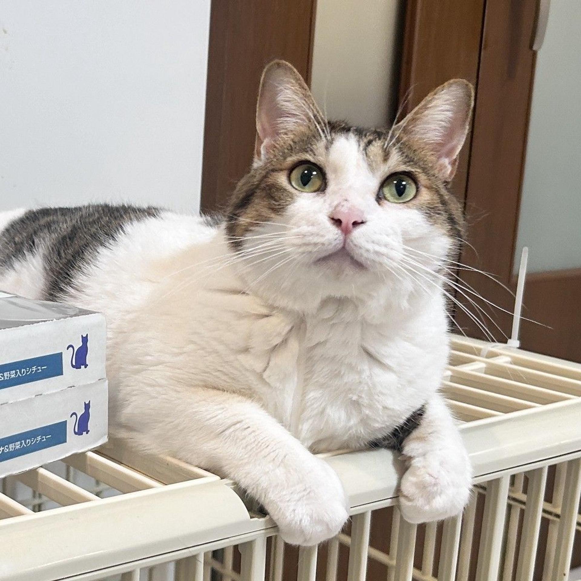 pet-image-6