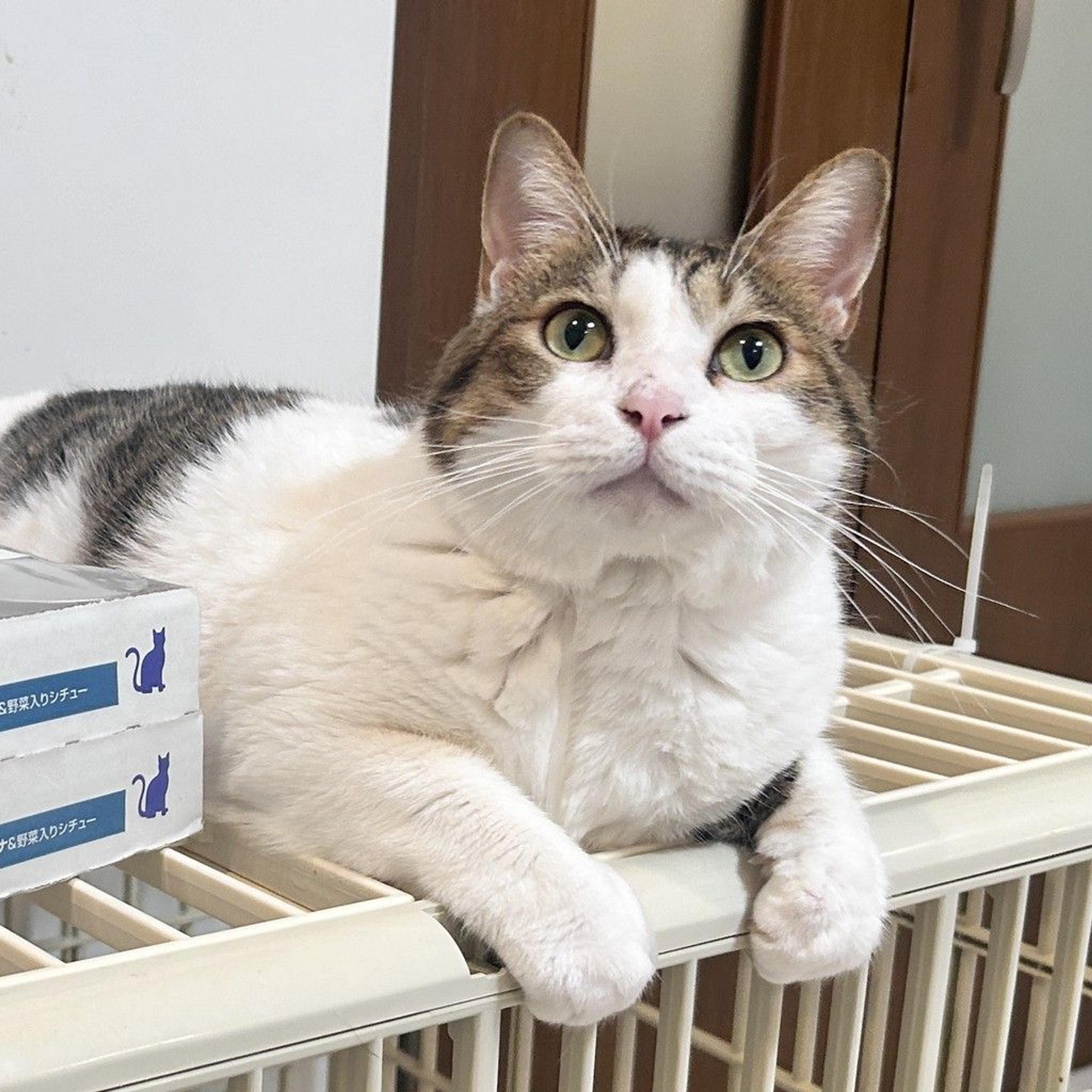 pet-image-6