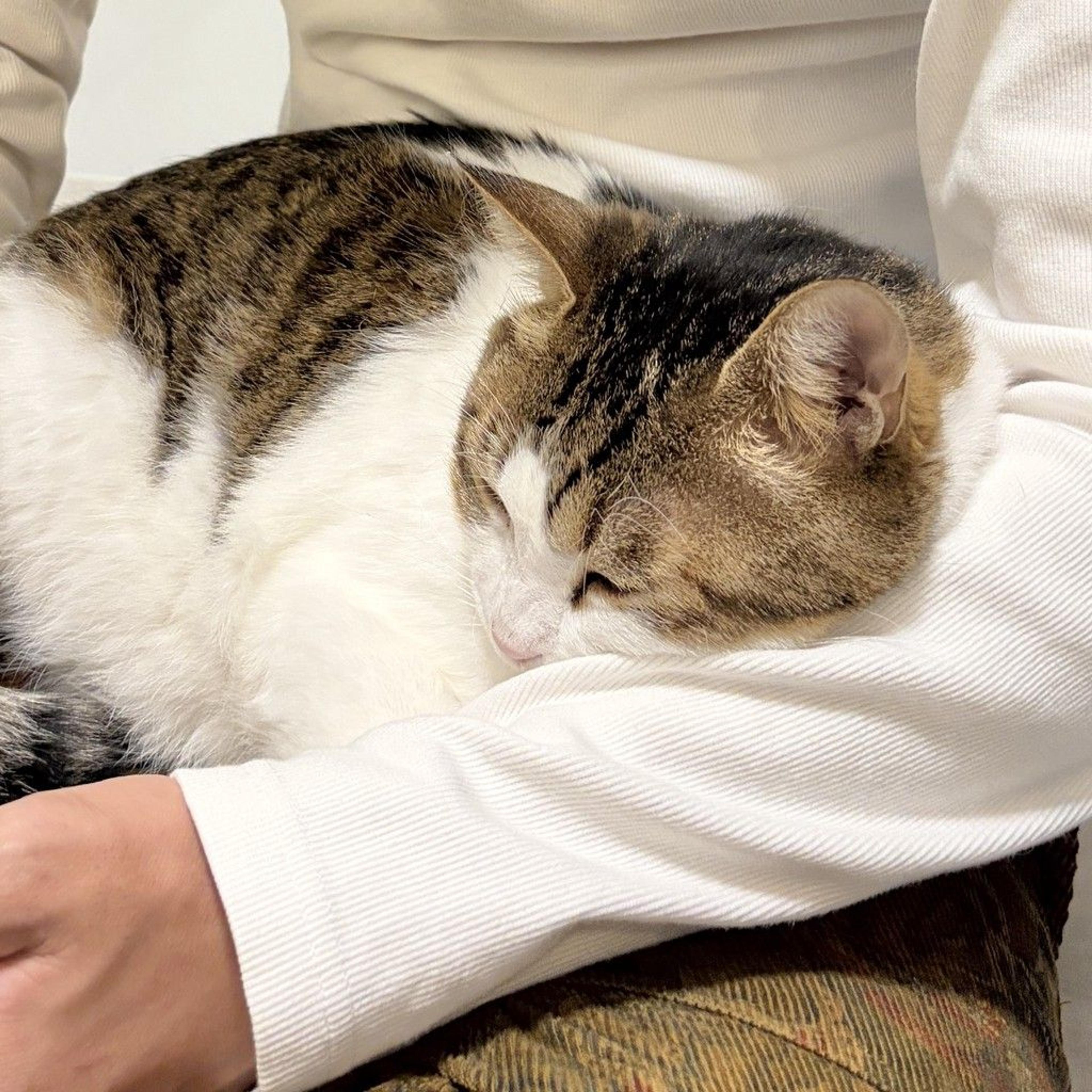 pet-image-7