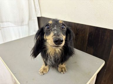 チャーリーブラウン