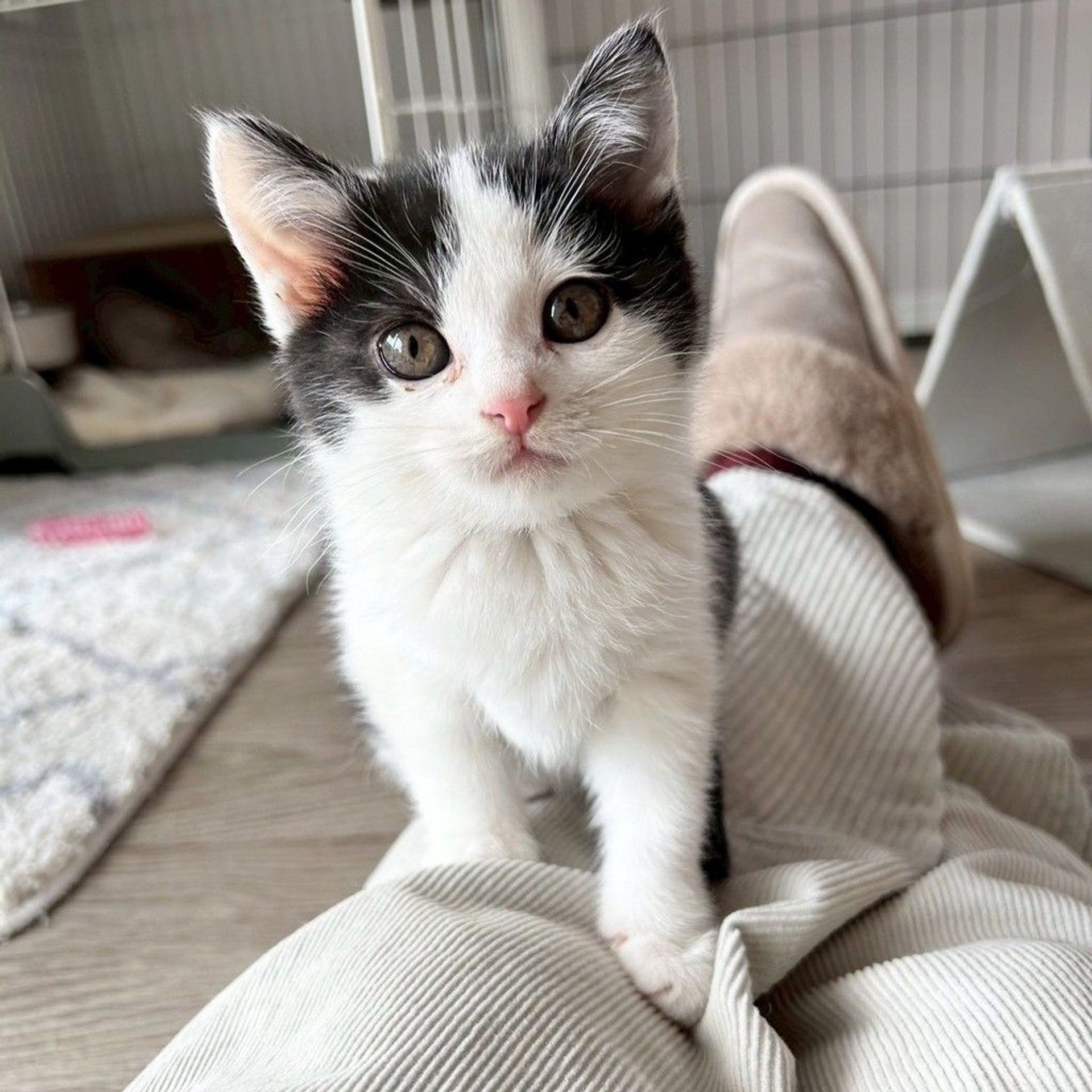雑種（ミックス猫）・メスの里親募集の写真
