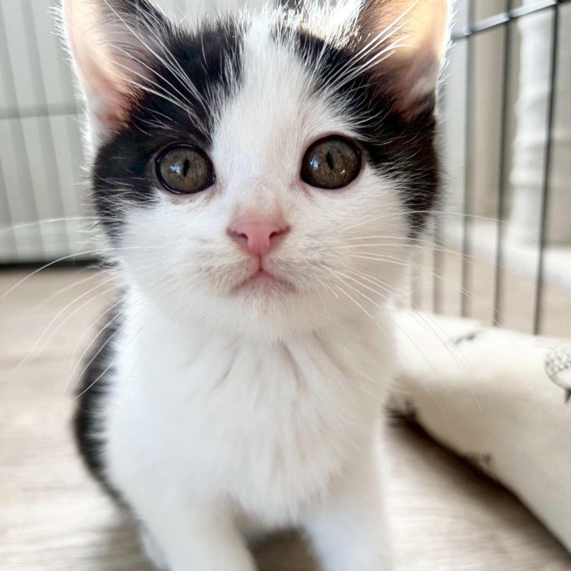 pet-image-2