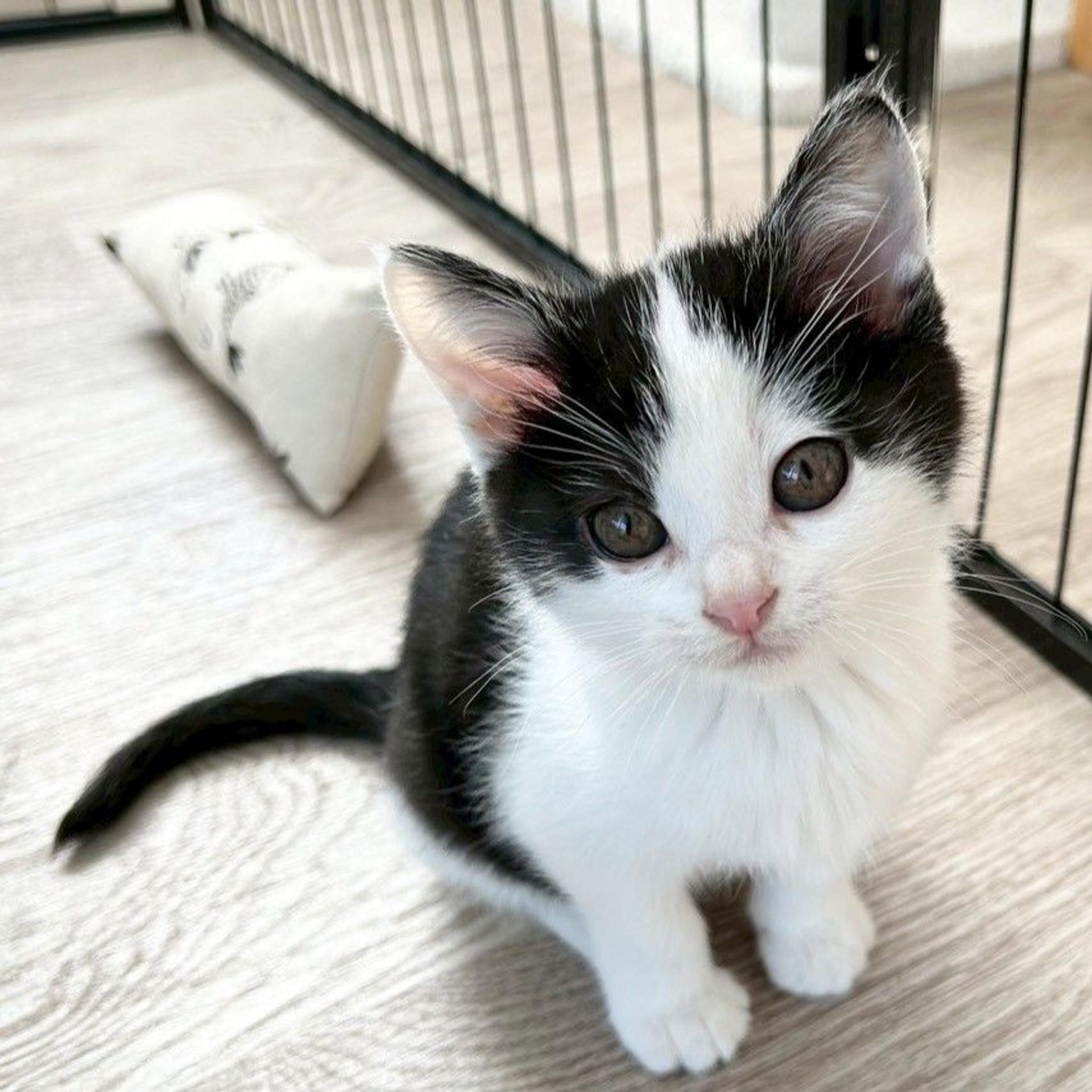 pet-image-3