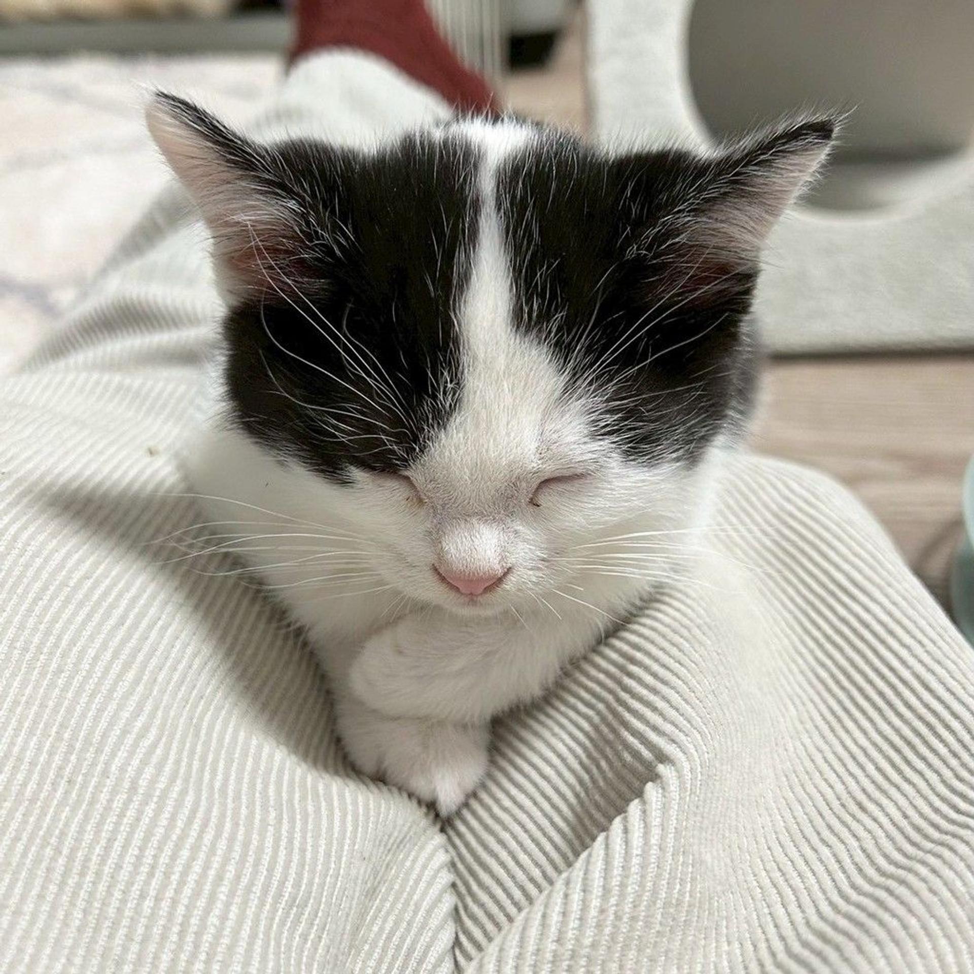pet-image-4