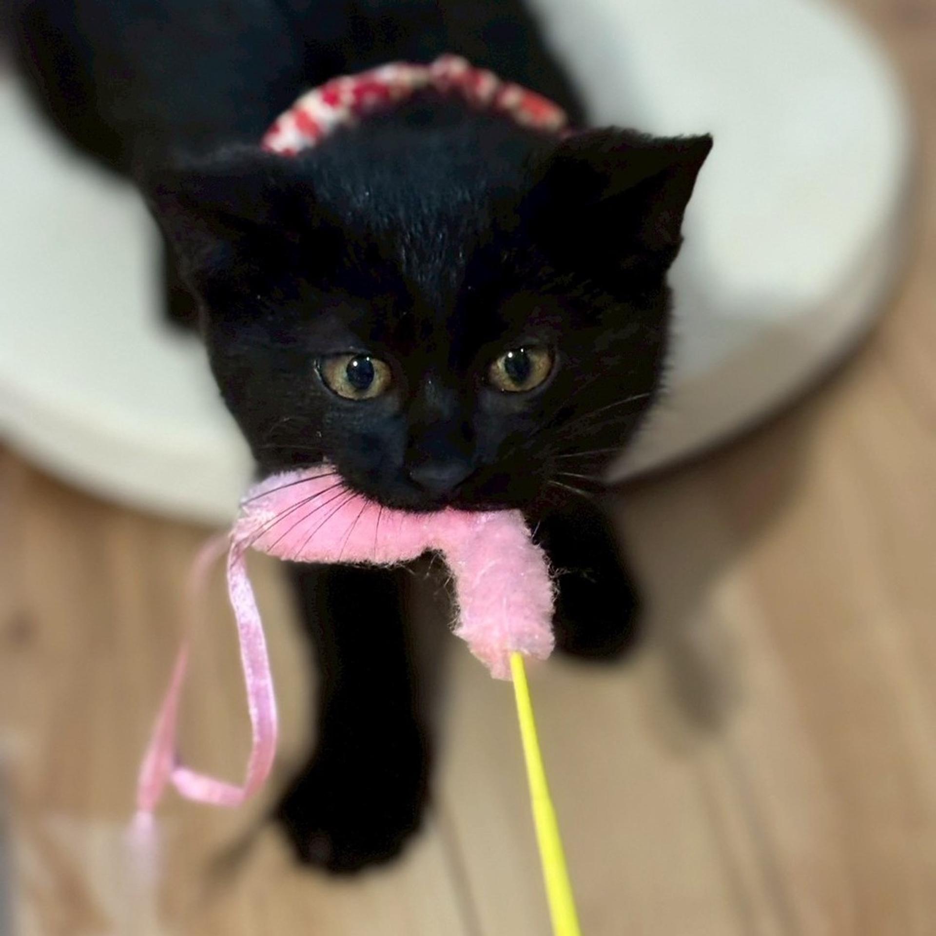 pet-image-2