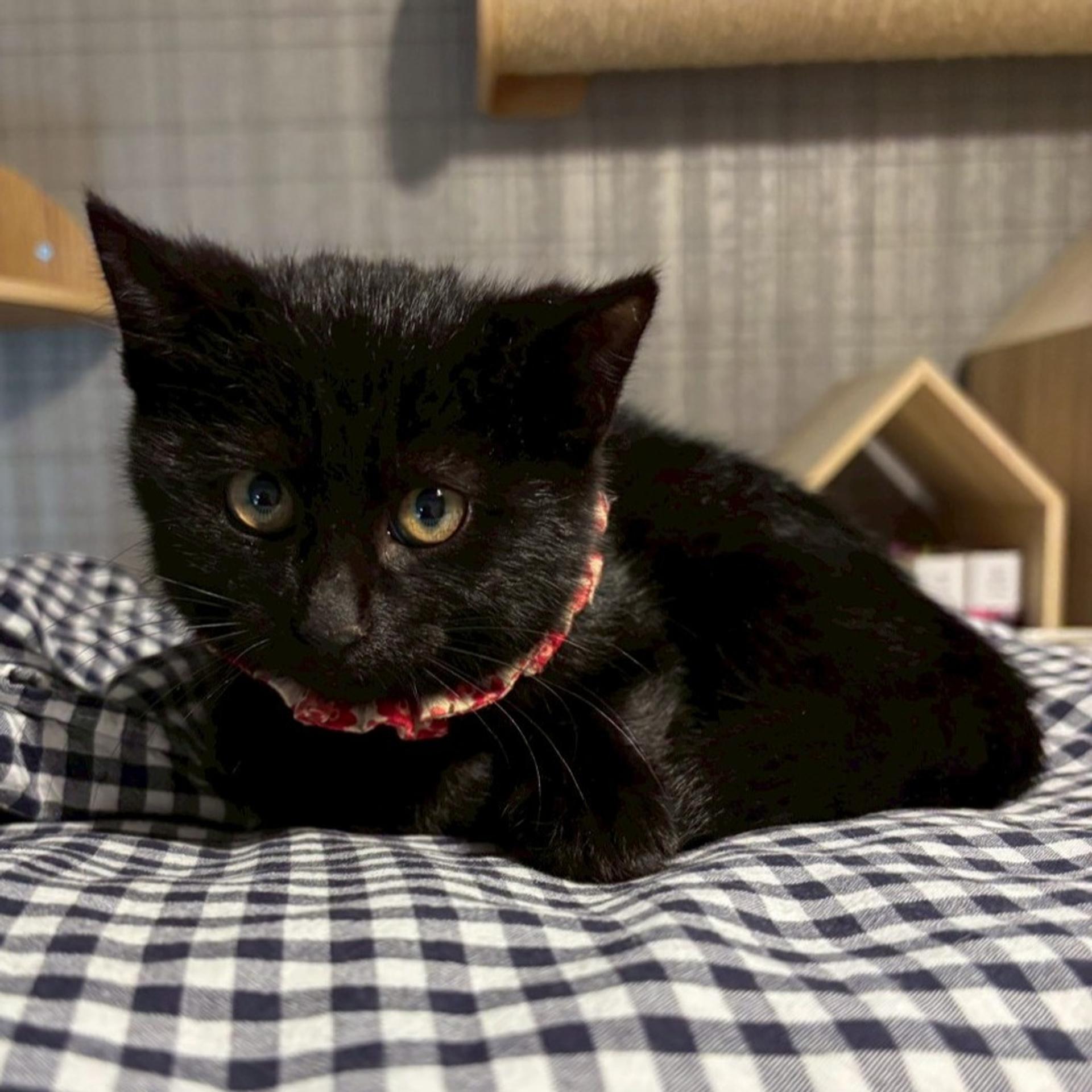 pet-image-5