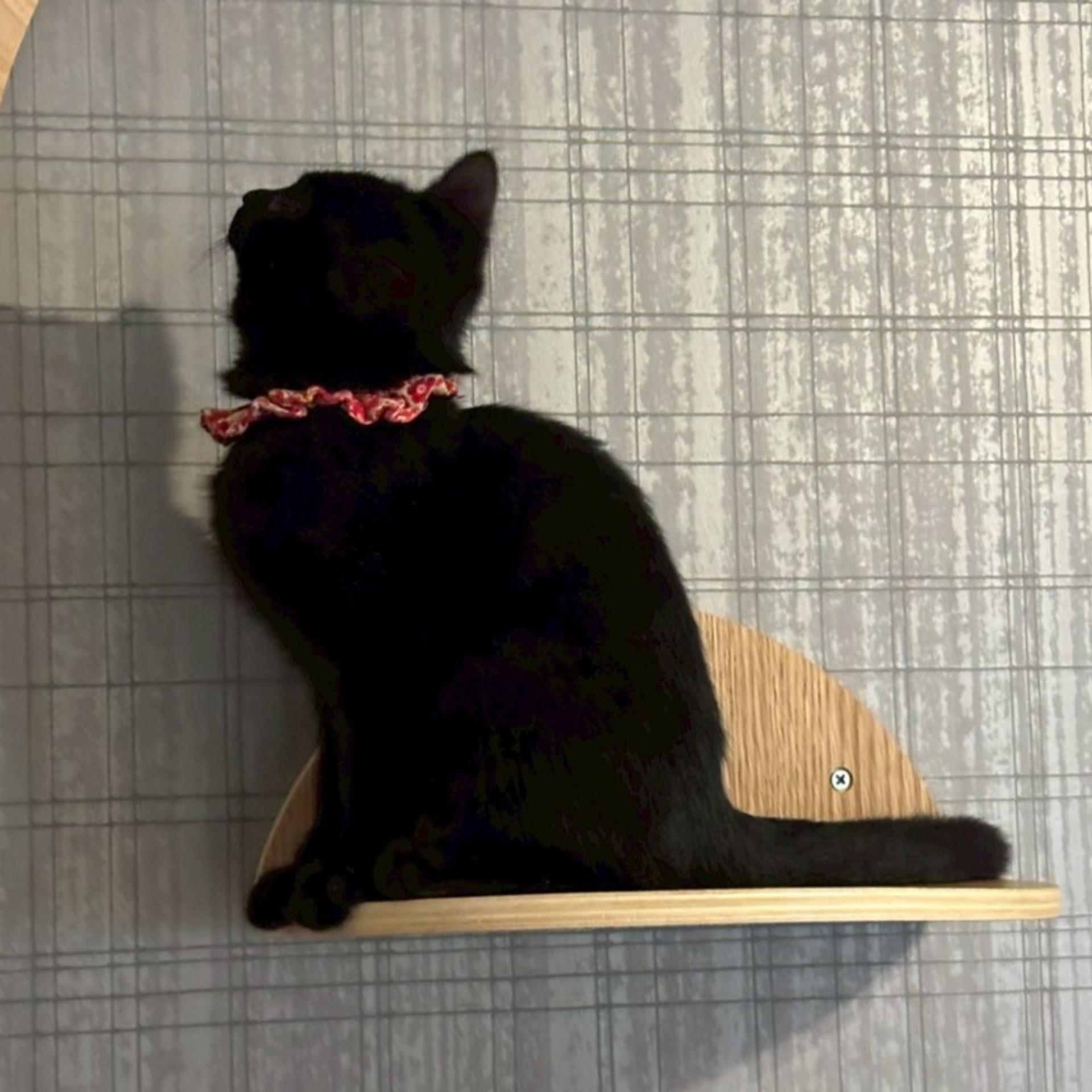 pet-image-6