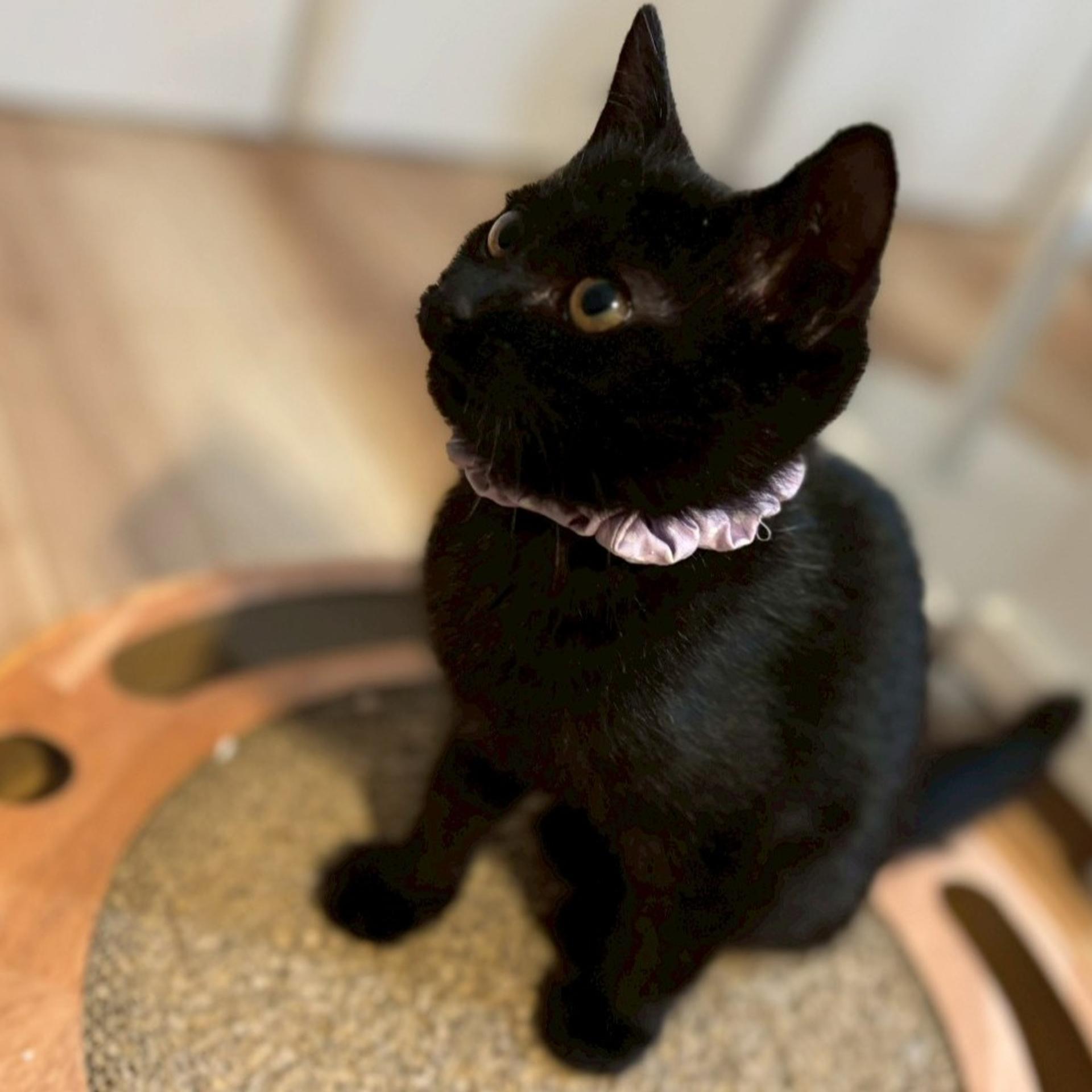 pet-image-5
