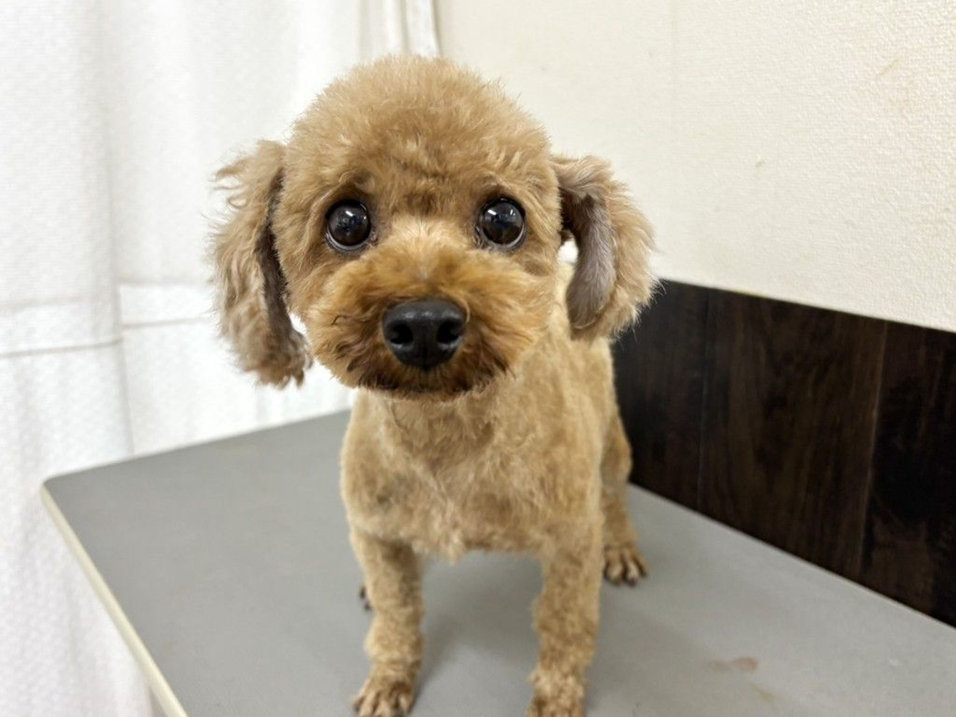 トイプードル・メスの里親募集の写真