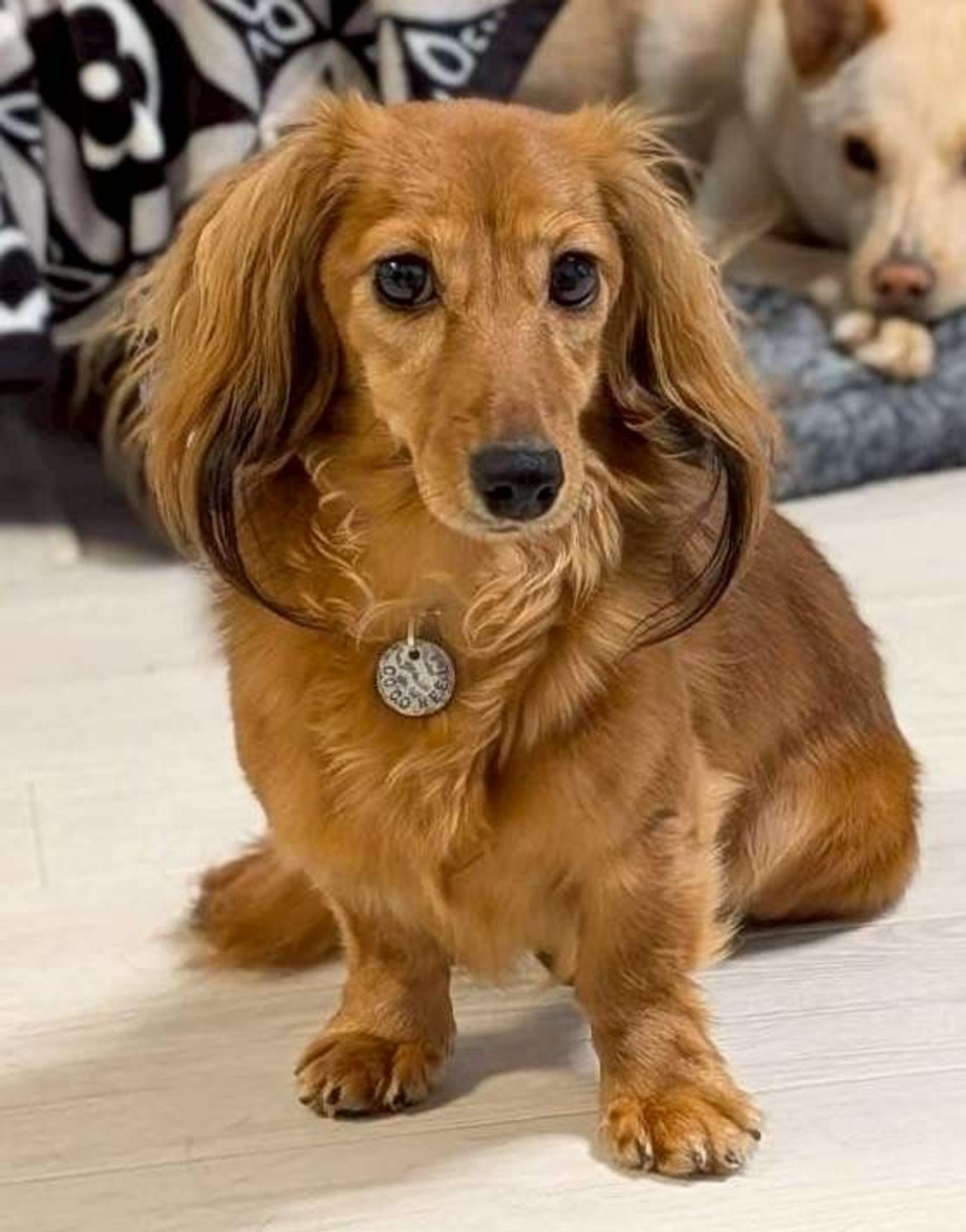 pet-image-3