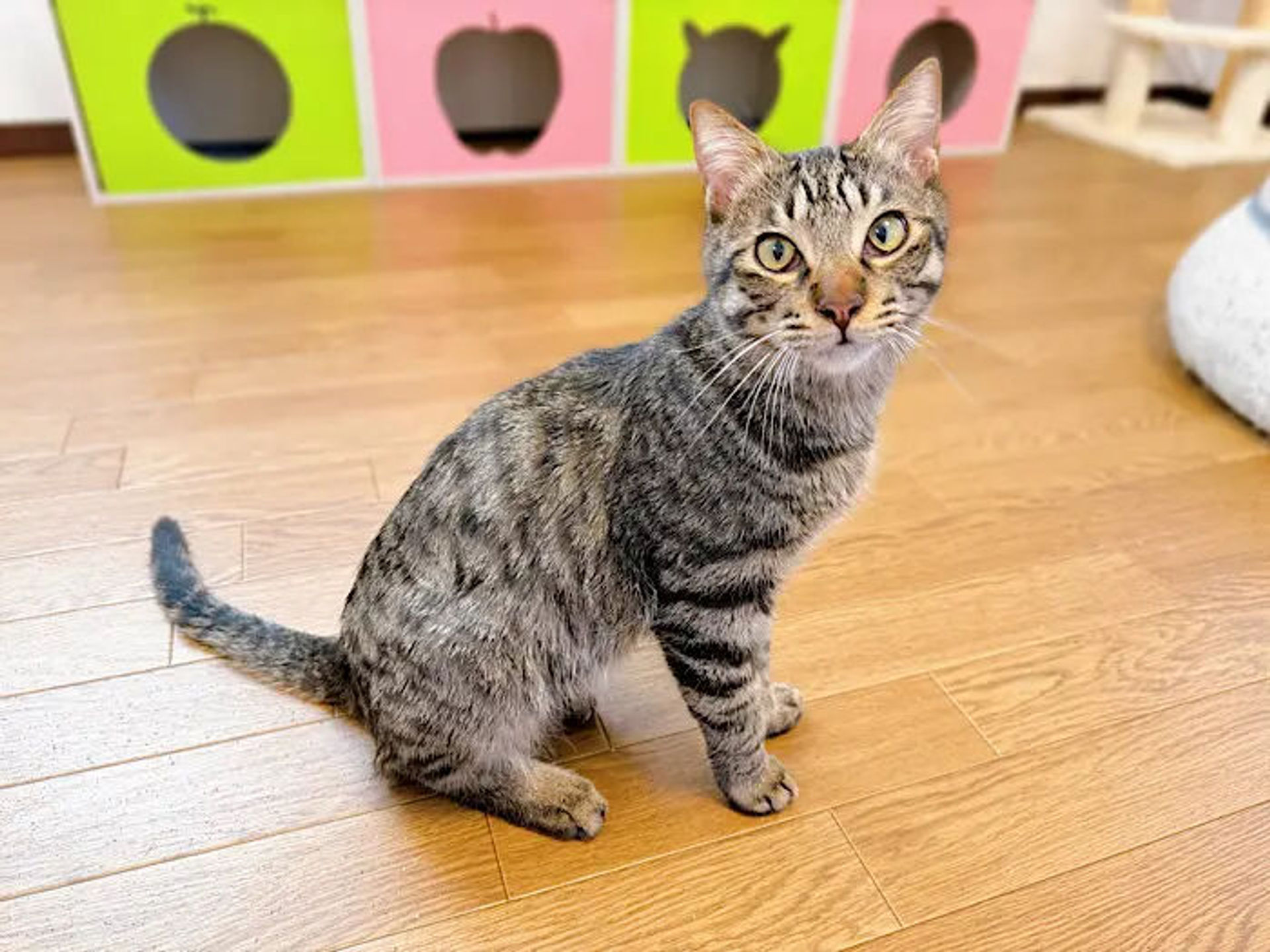 雑種（ミックス猫）・オスの里親募集の写真