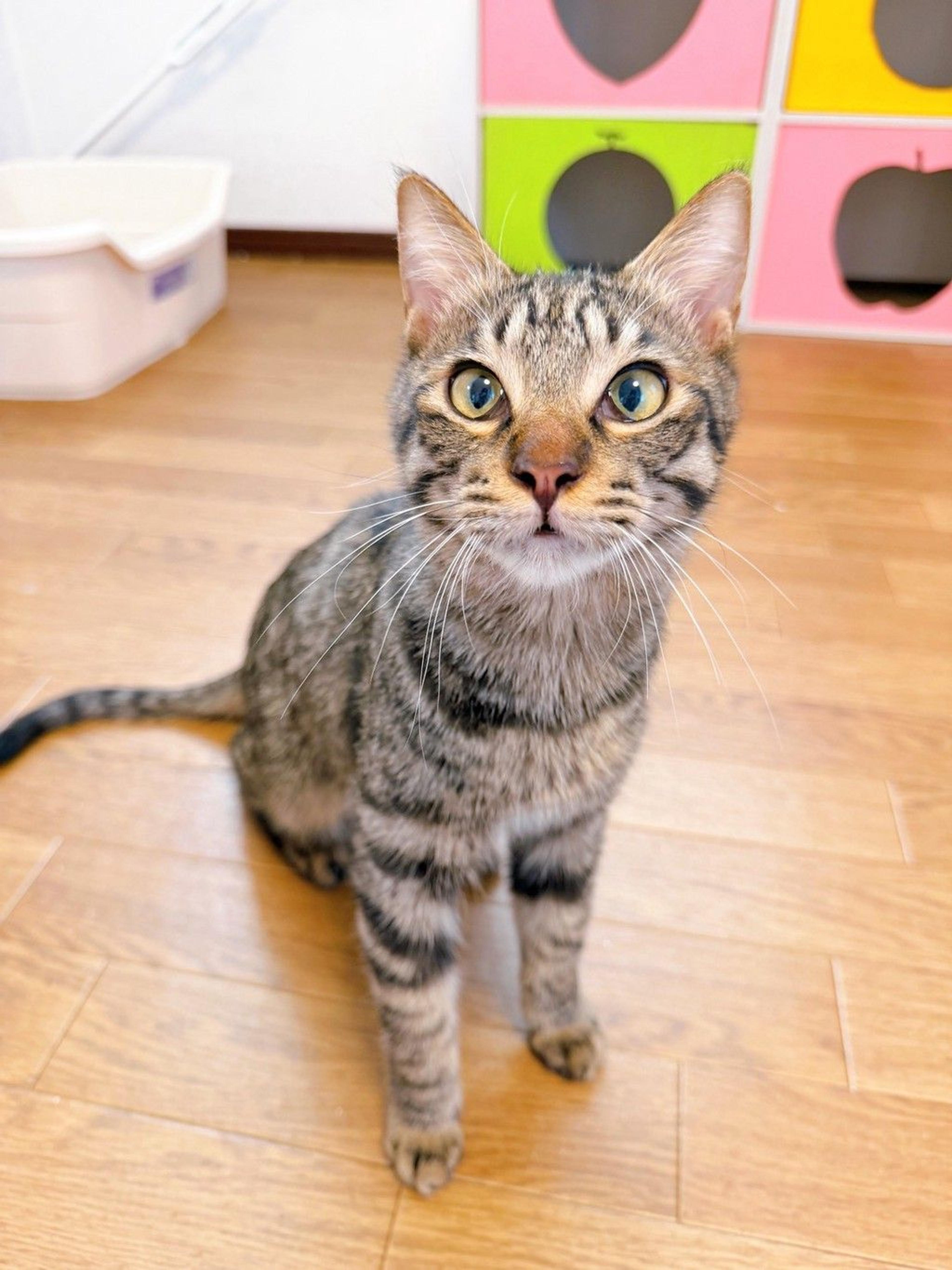 pet-image-2