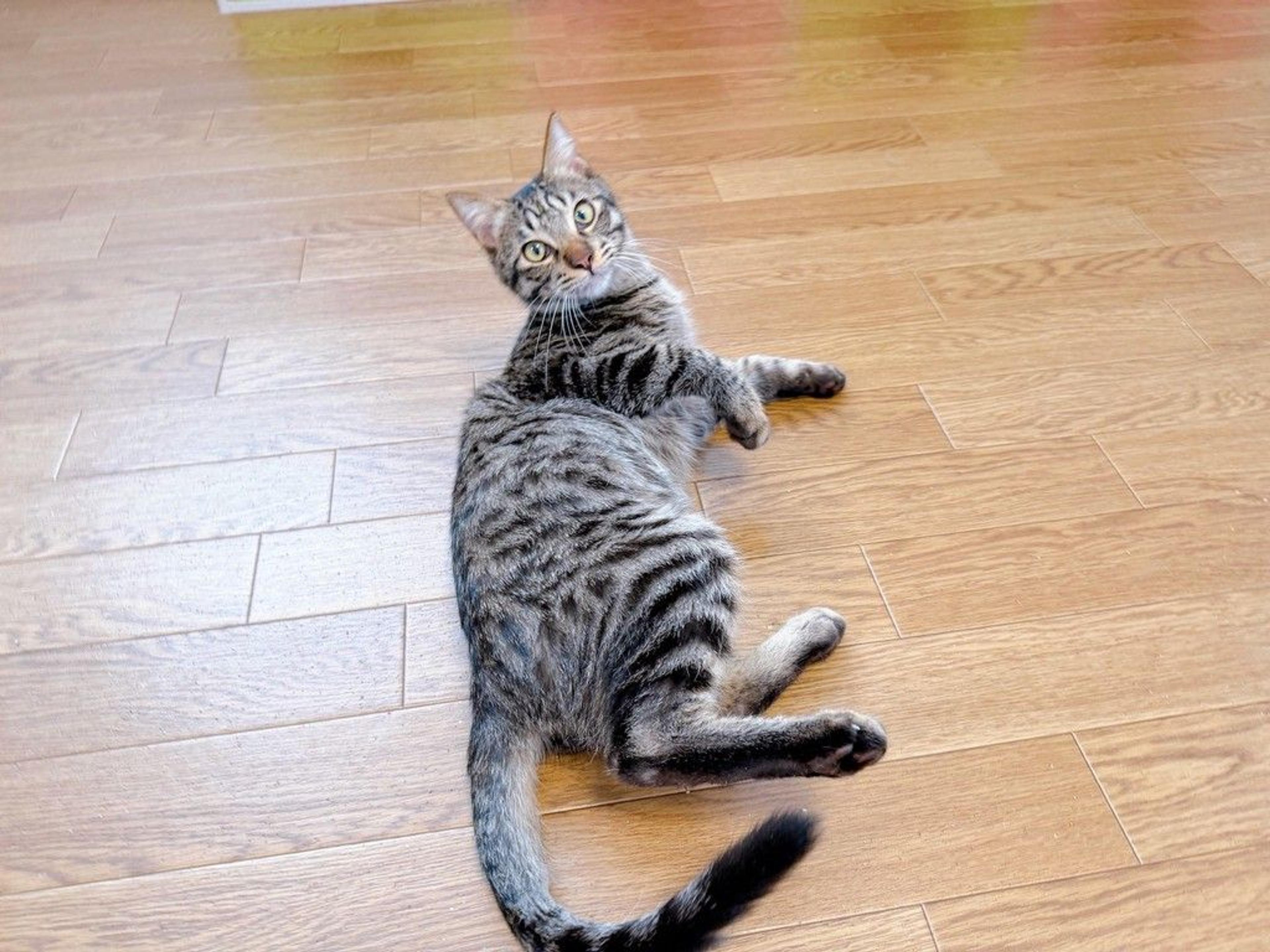 pet-image-3