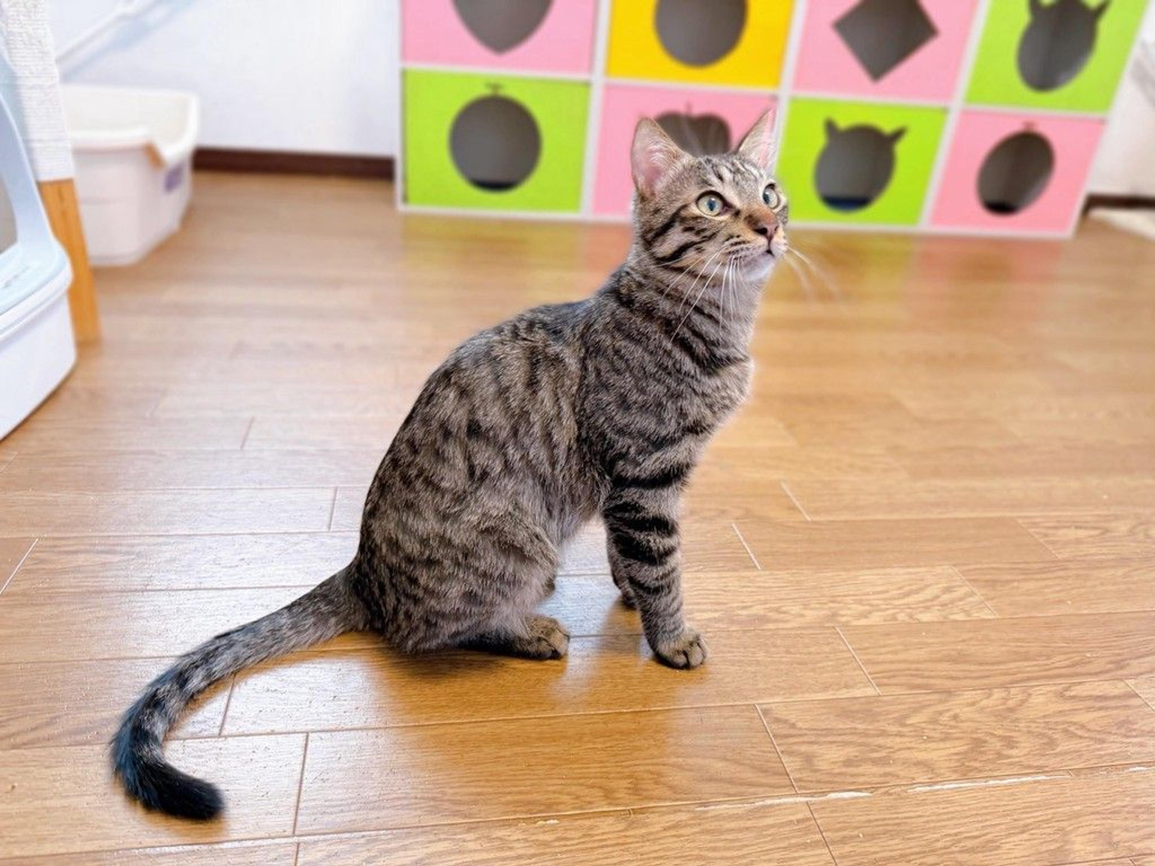 pet-image-4