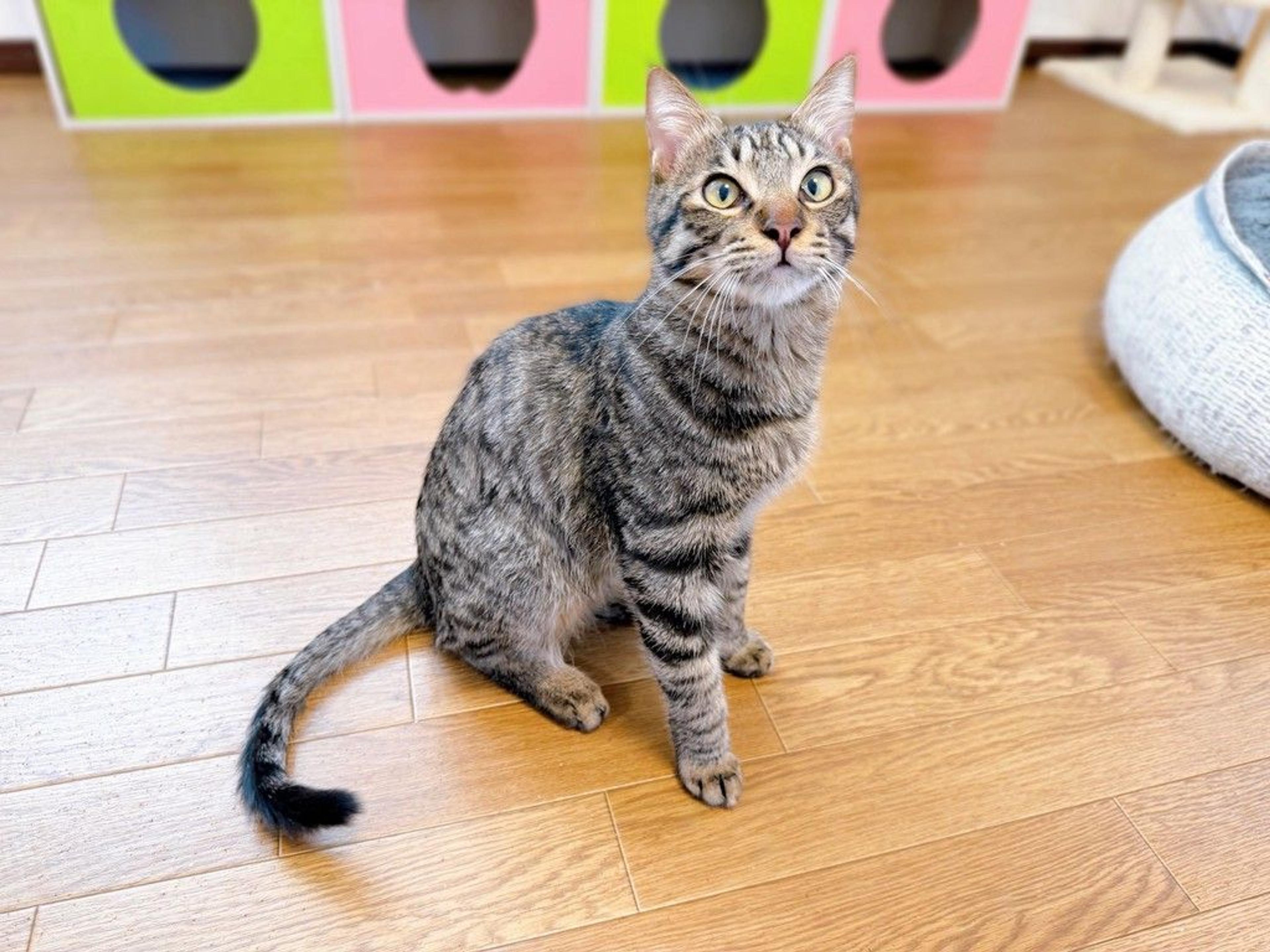 pet-image-5