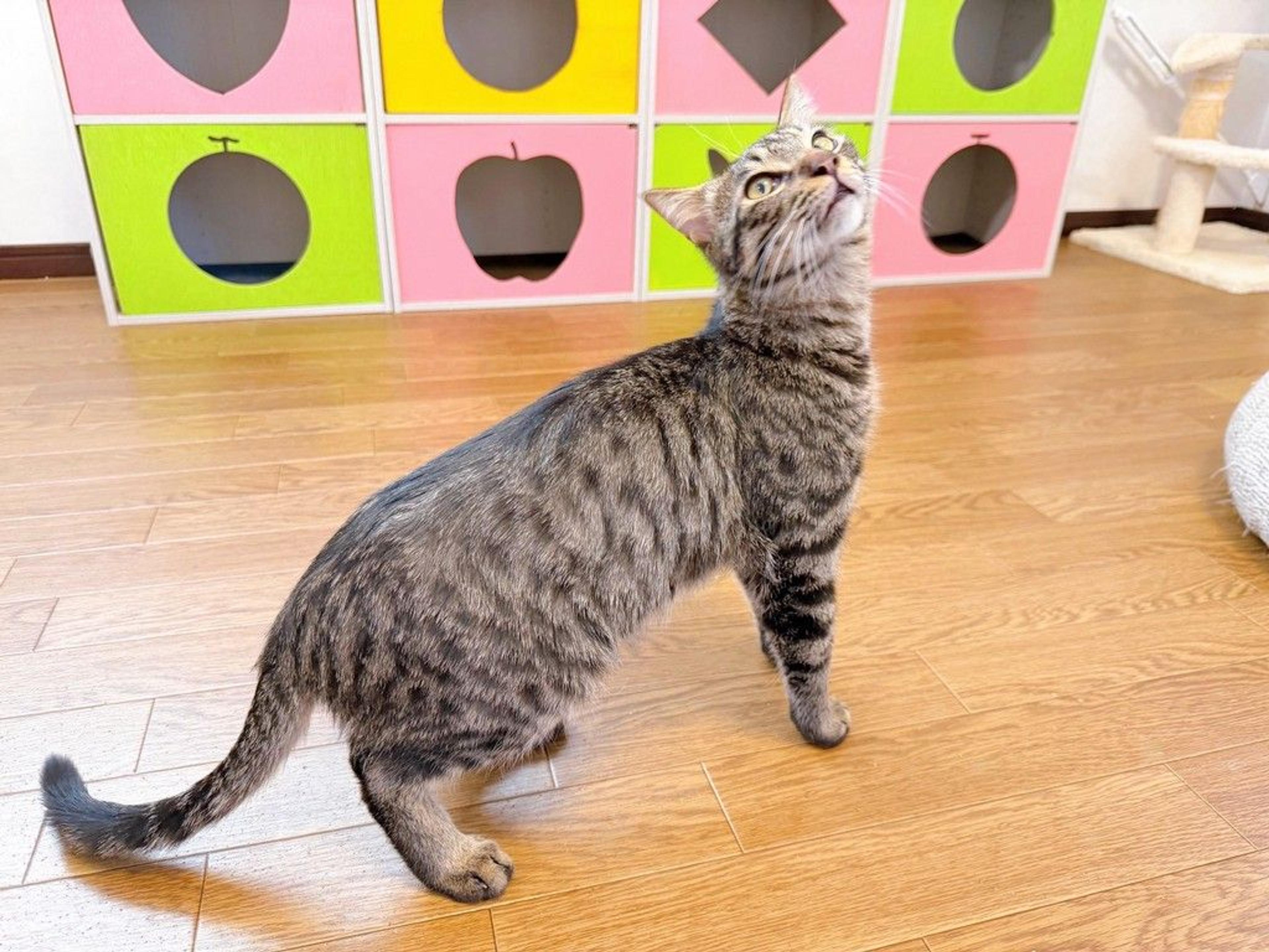 pet-image-6