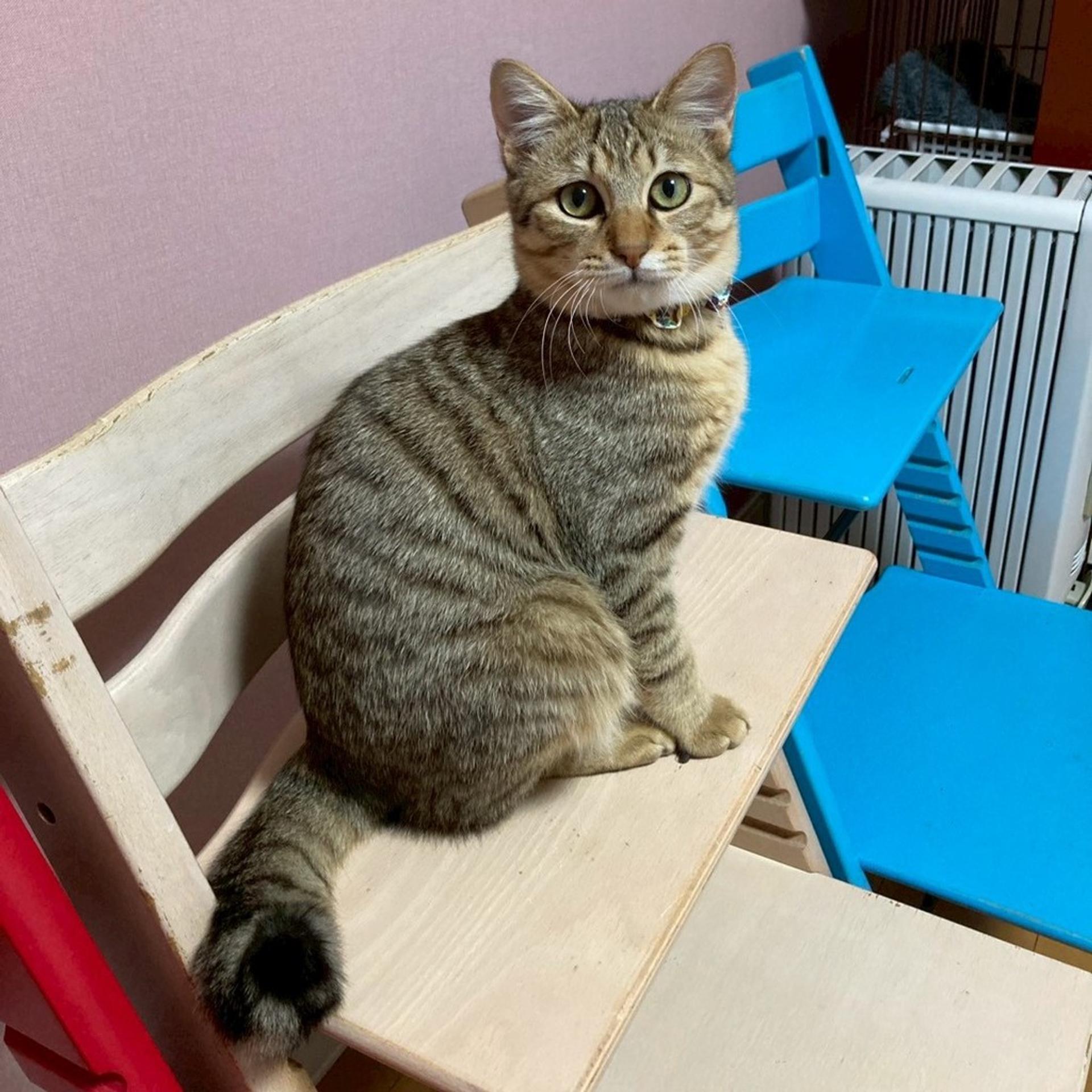 pet-image-2