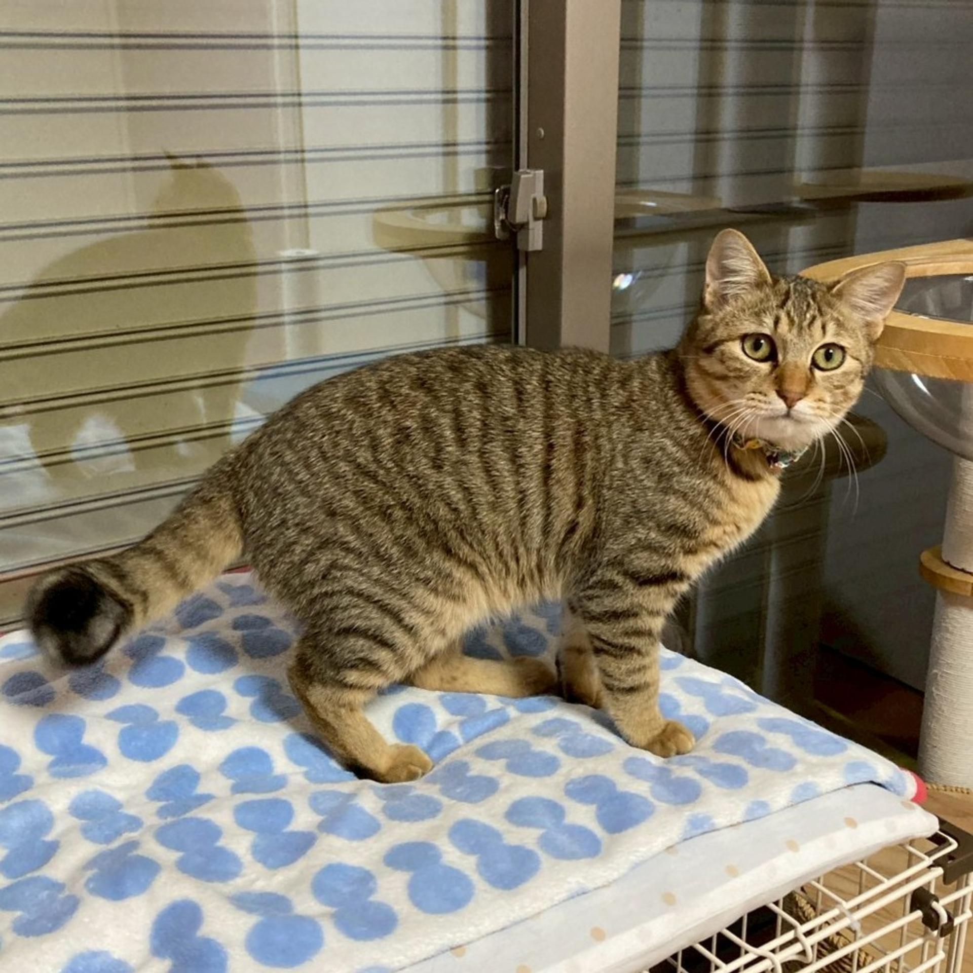 pet-image-3