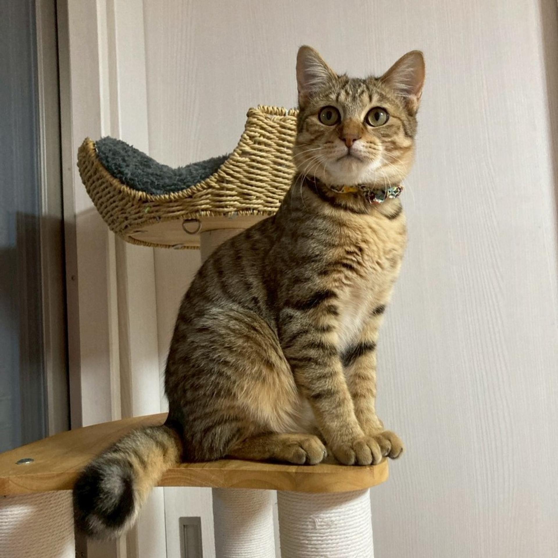 pet-image-4
