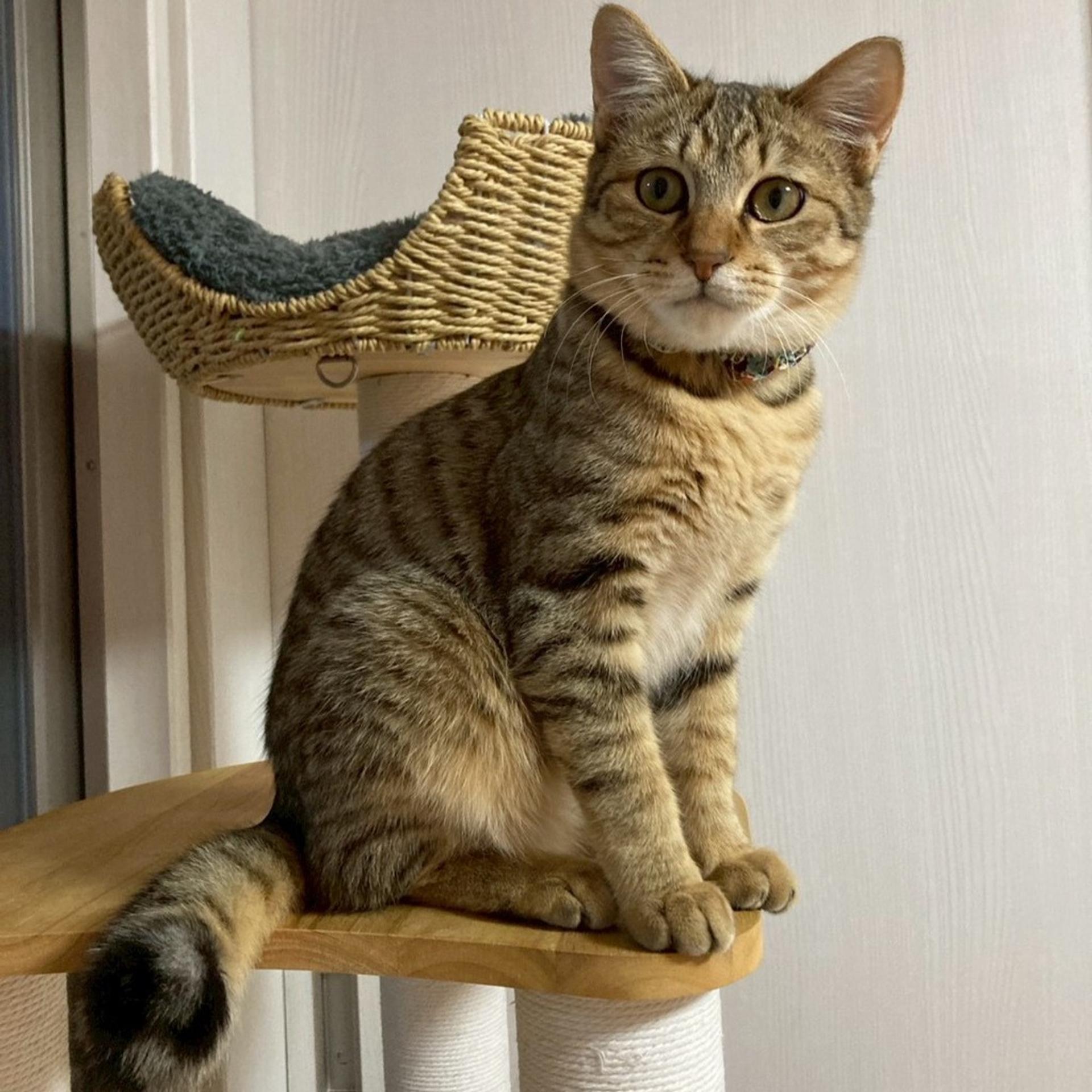 pet-image-5