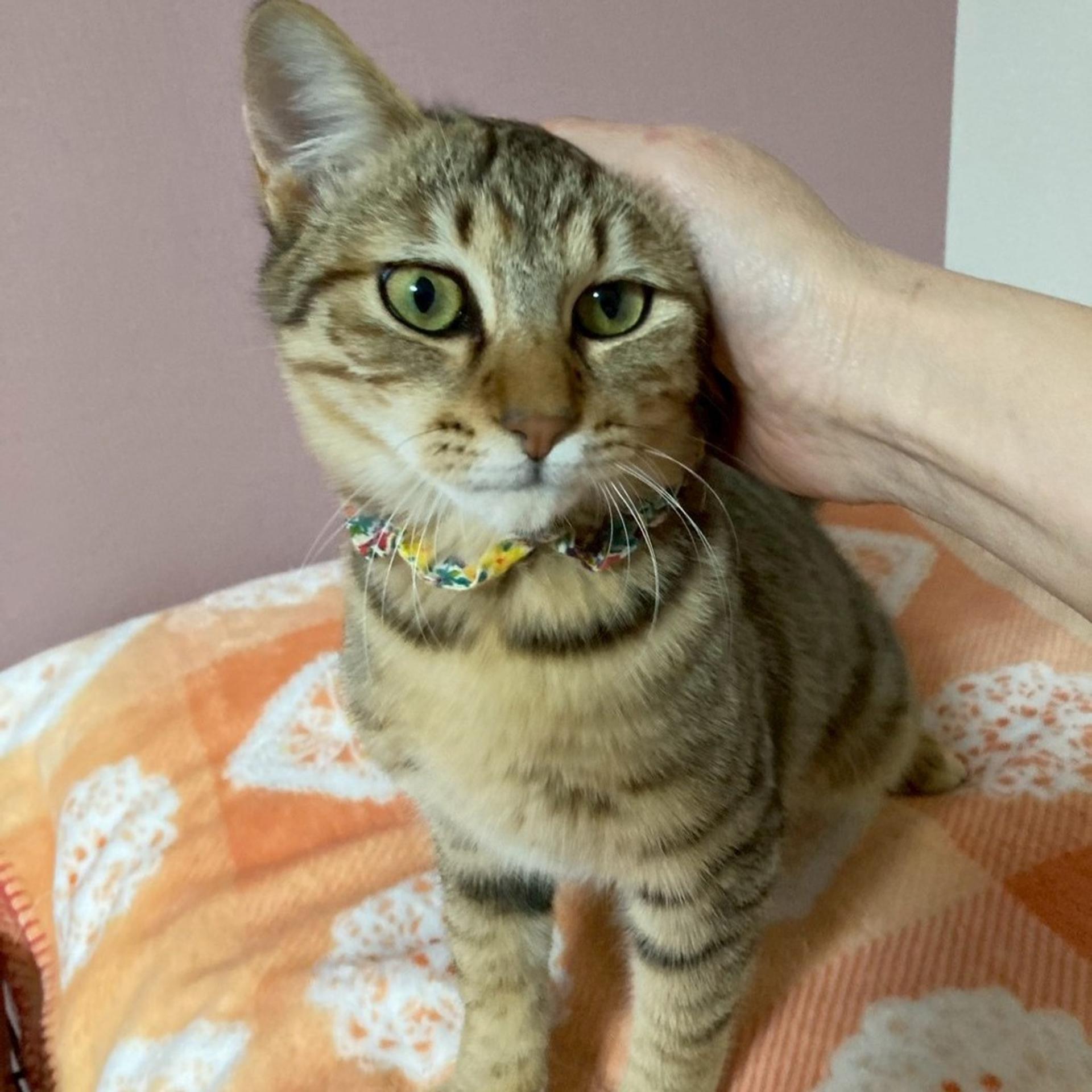 pet-image-6
