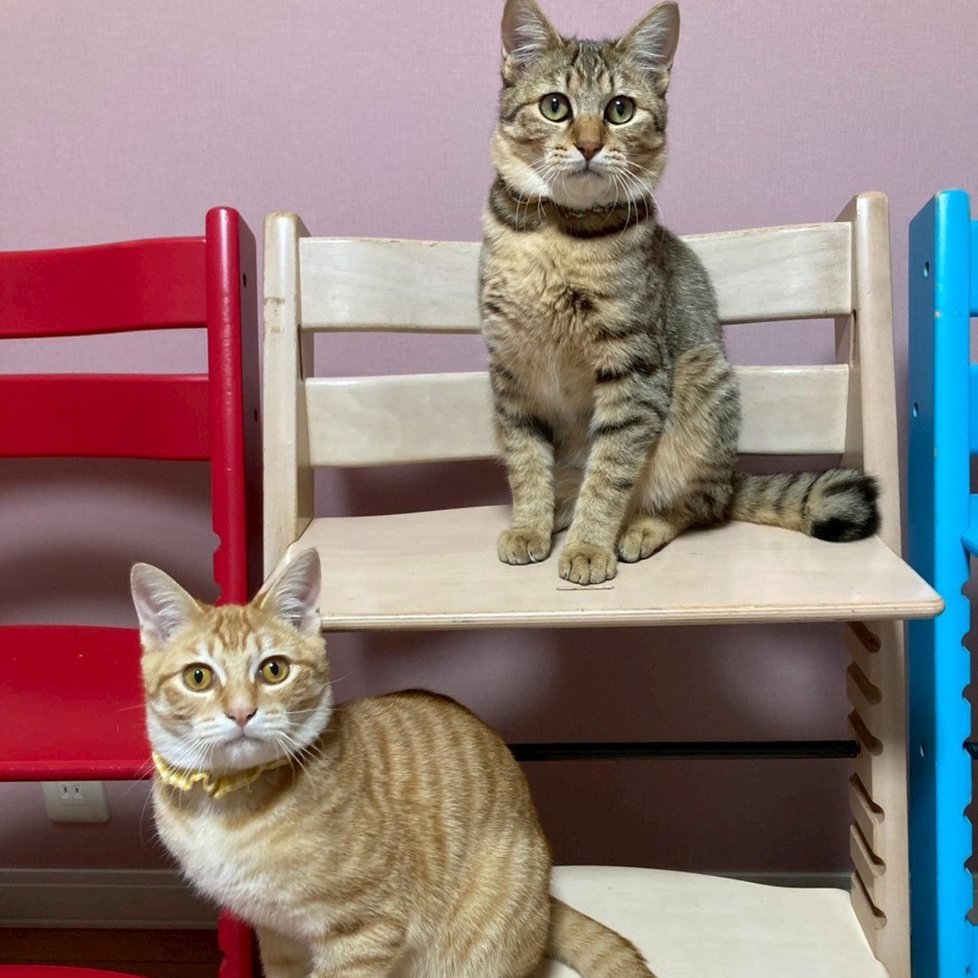 pet-image-9