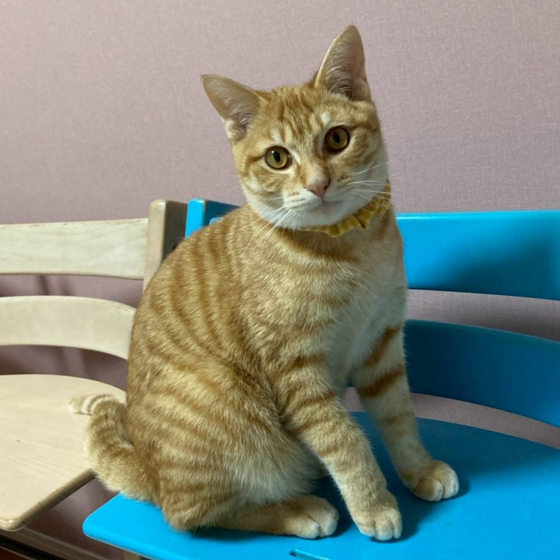 雑種（ミックス猫）・オスの里親募集の写真