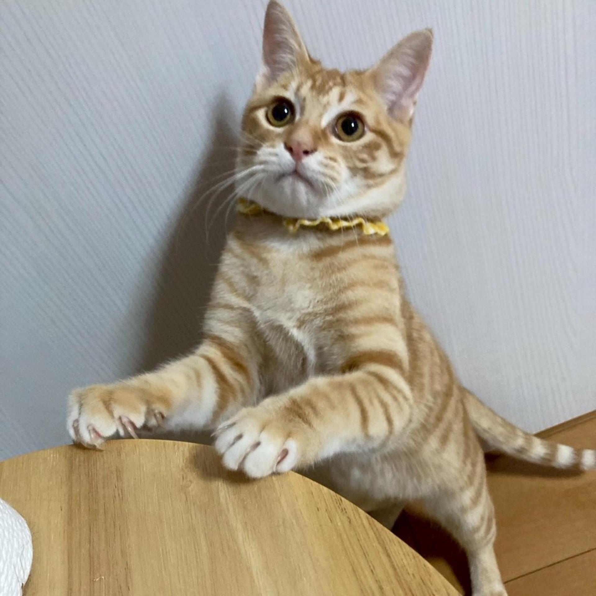 pet-image-3