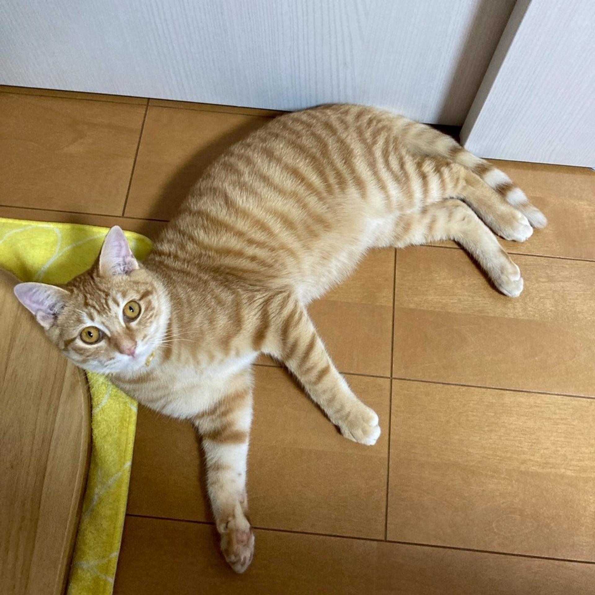 pet-image-4