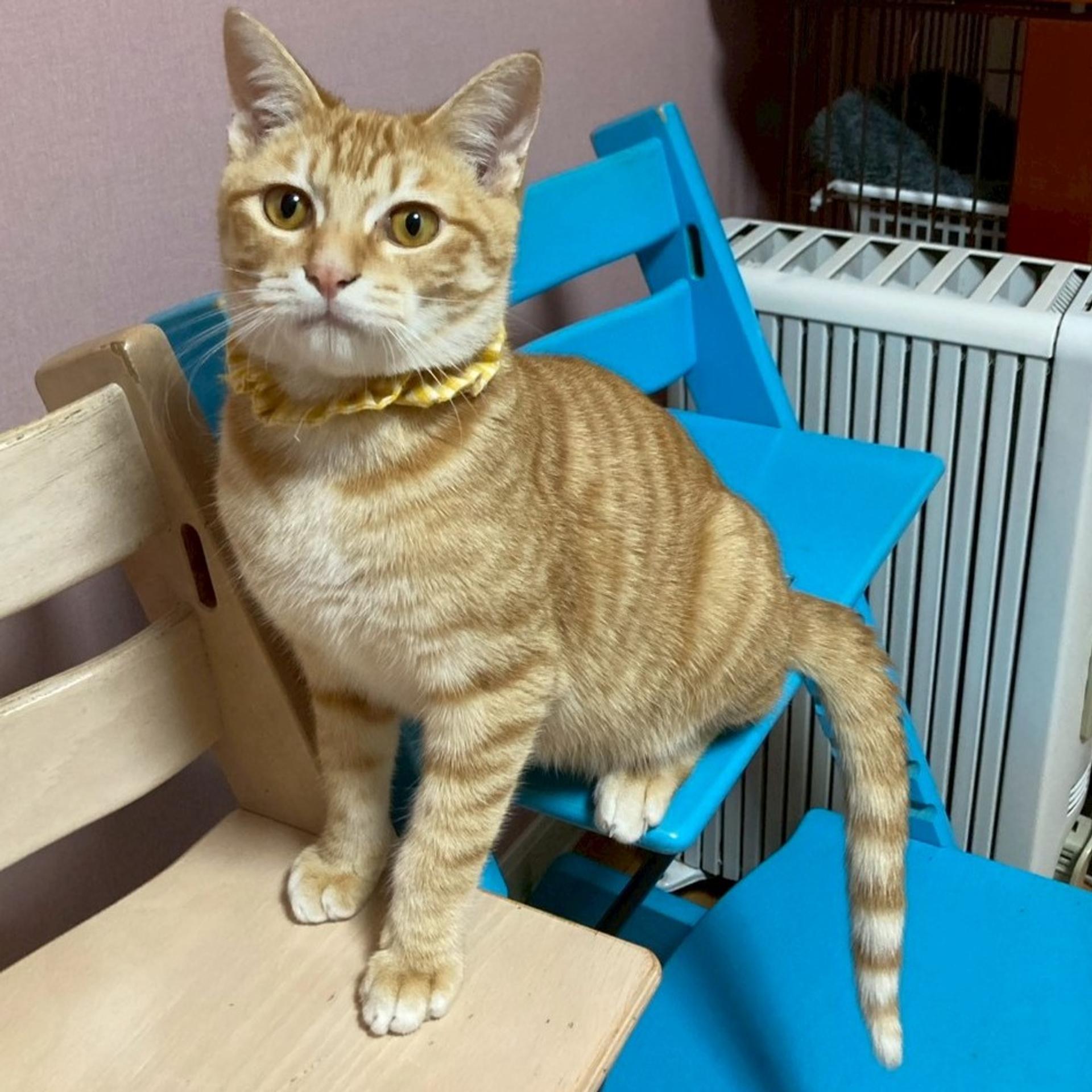 pet-image-5