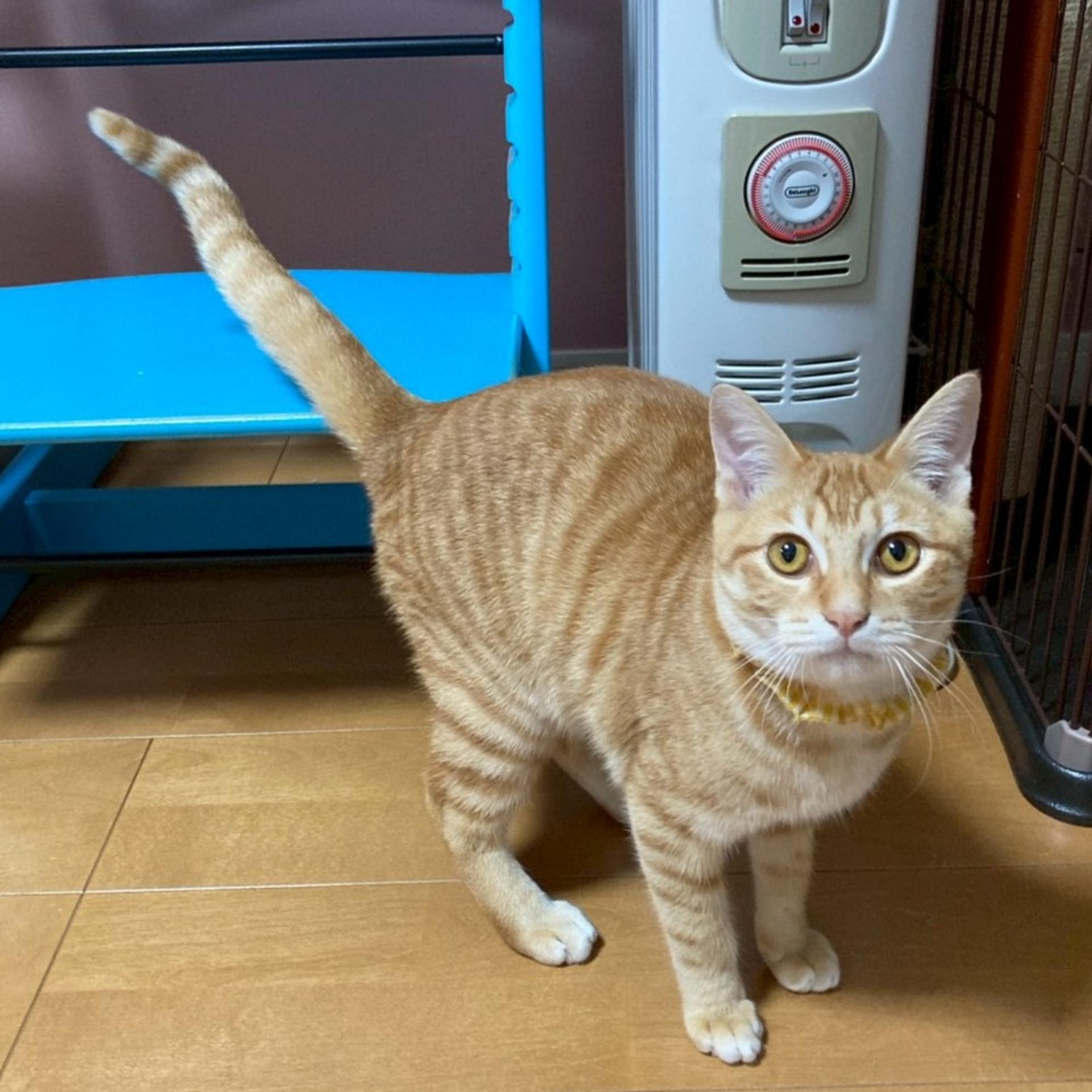 pet-image-6