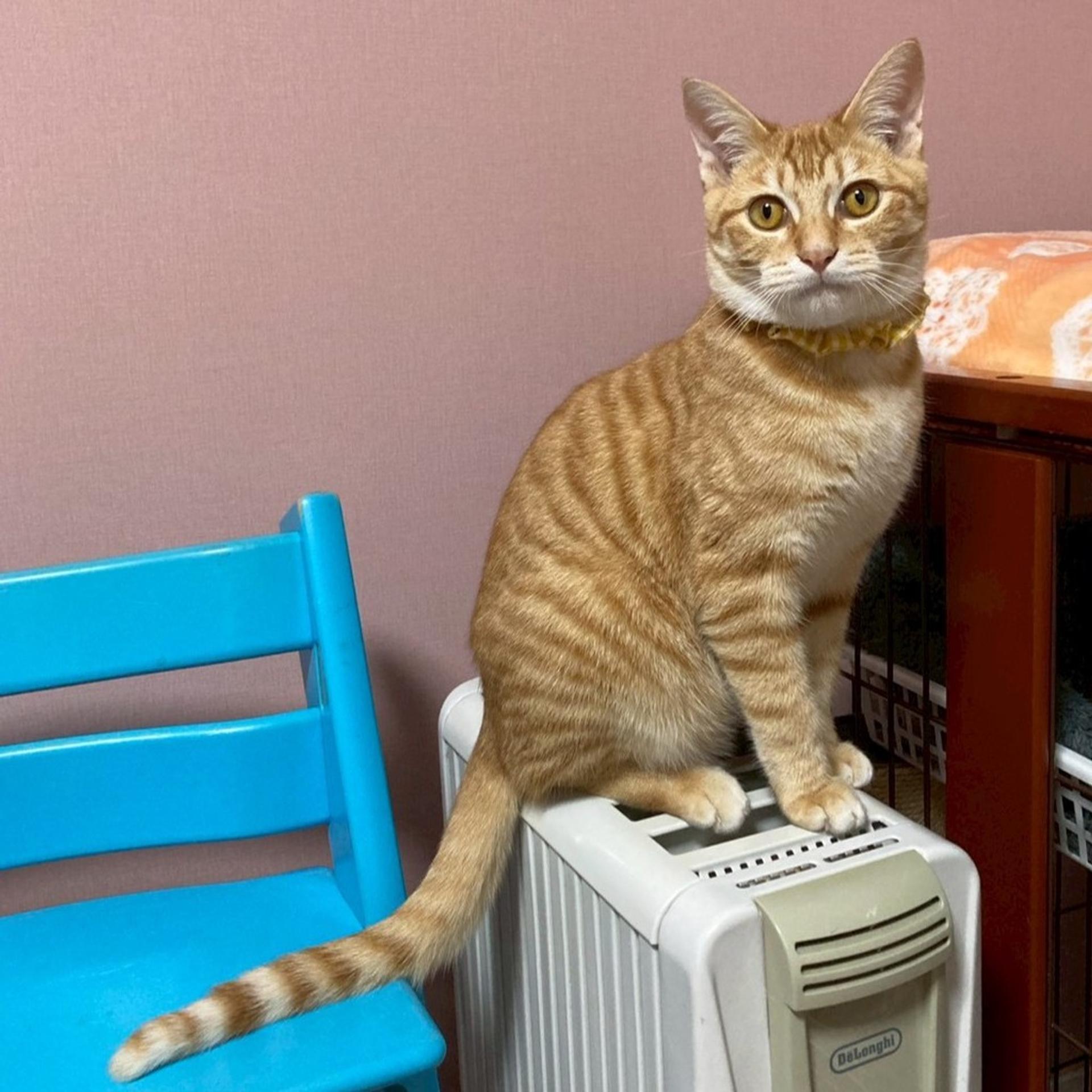 pet-image-7