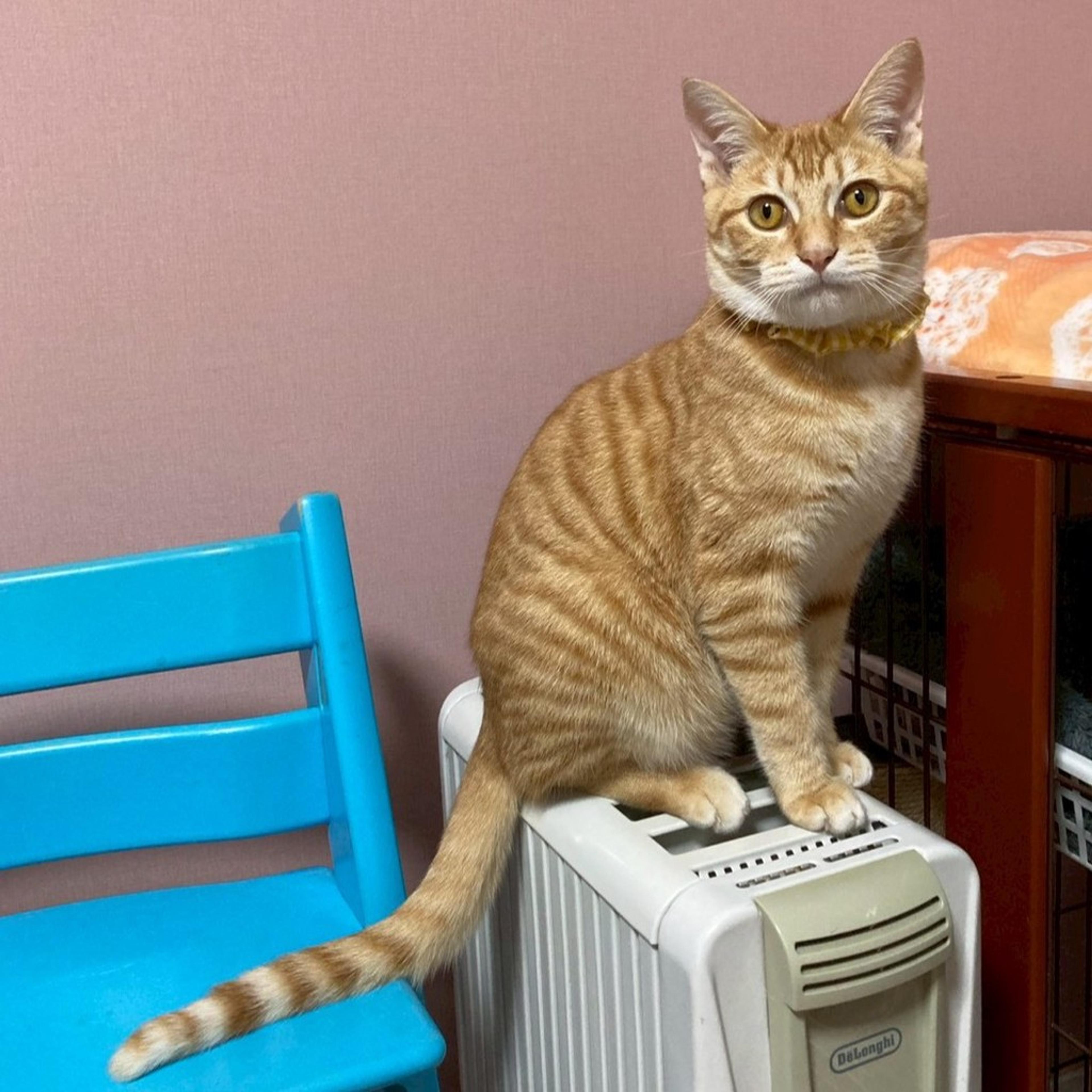 pet-image-7