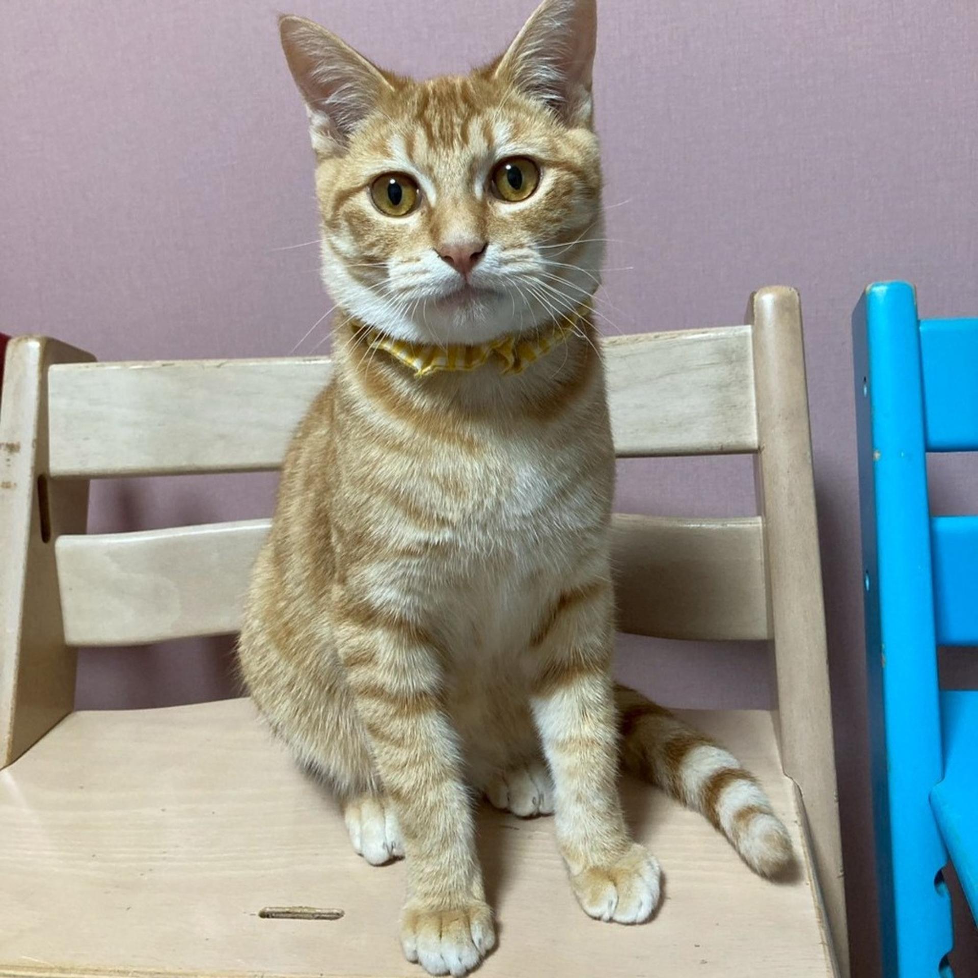 pet-image-8