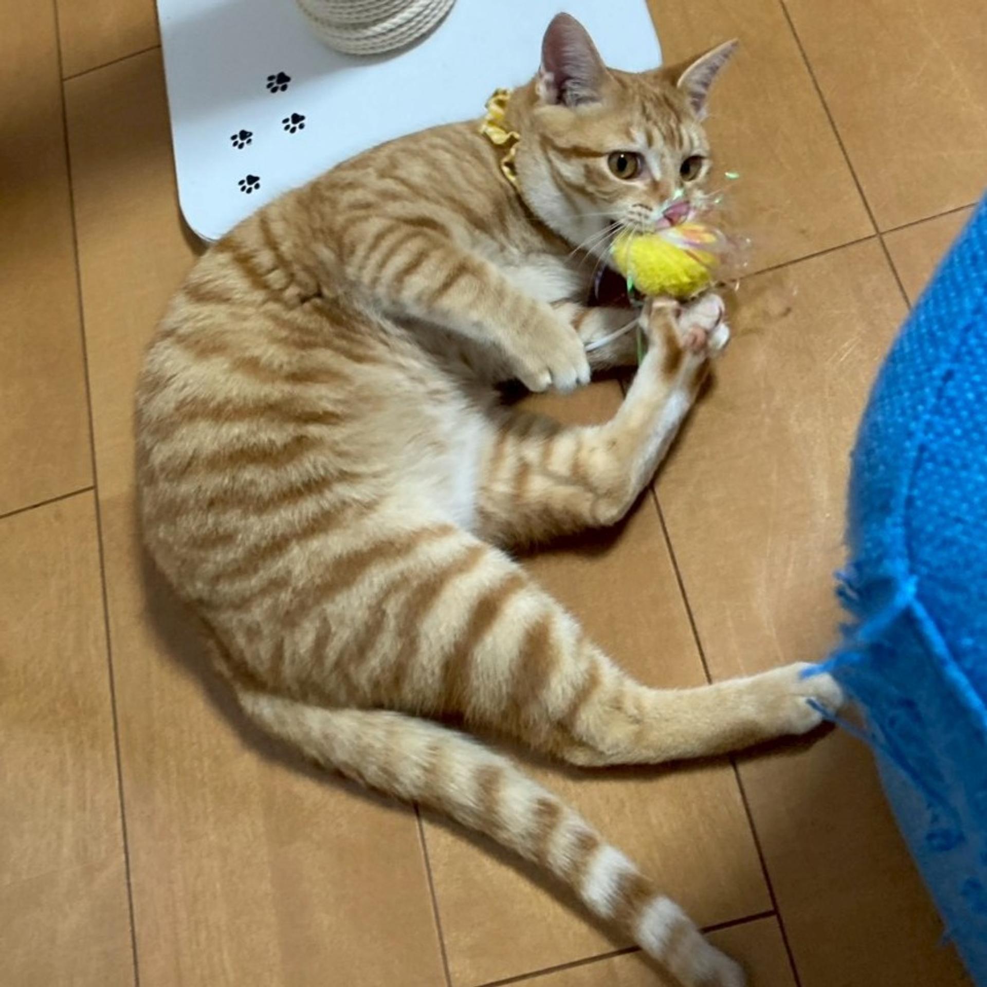 pet-image-10