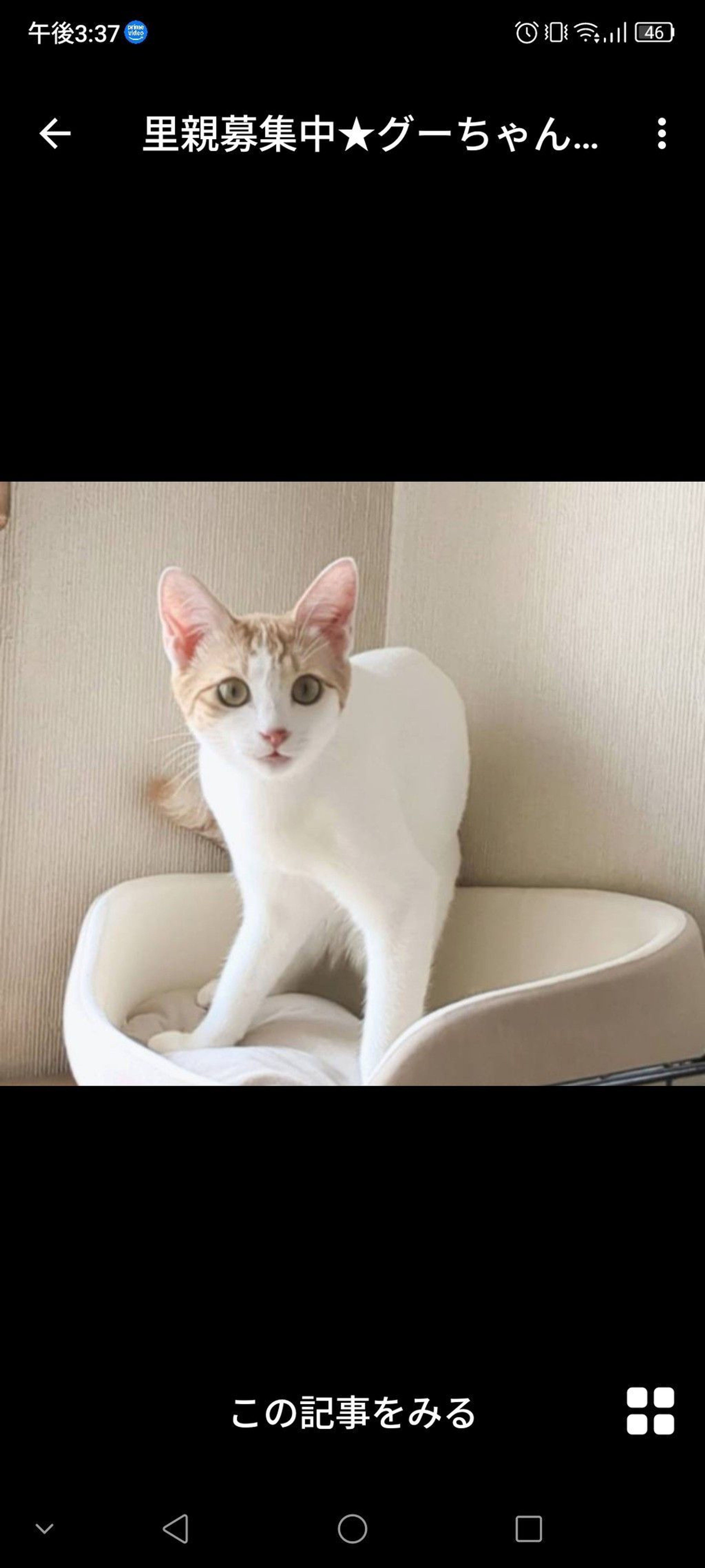 雑種（ミックス猫）・メスの里親募集の写真