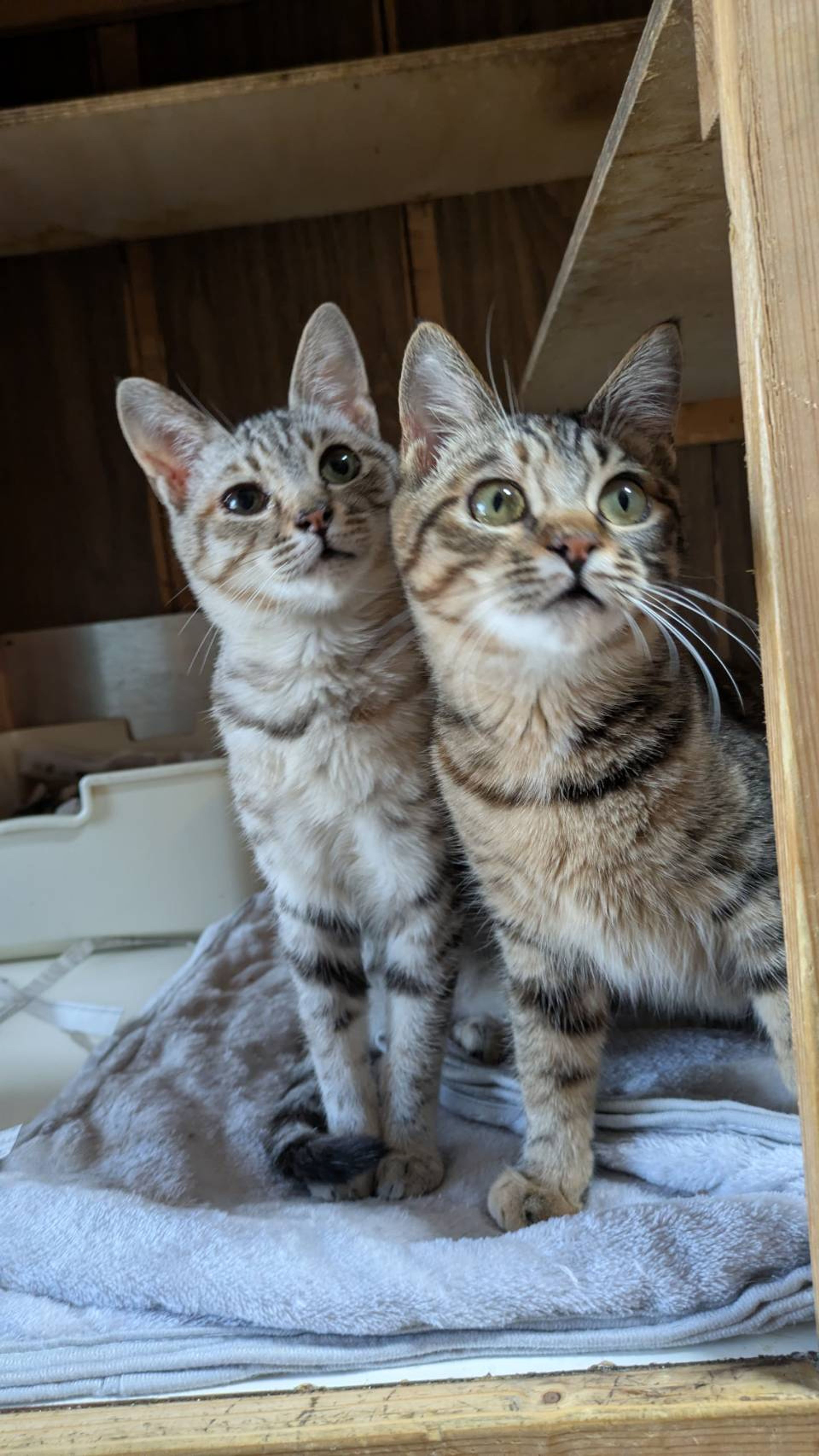 雑種（ミックス猫）・メスの里親募集の写真