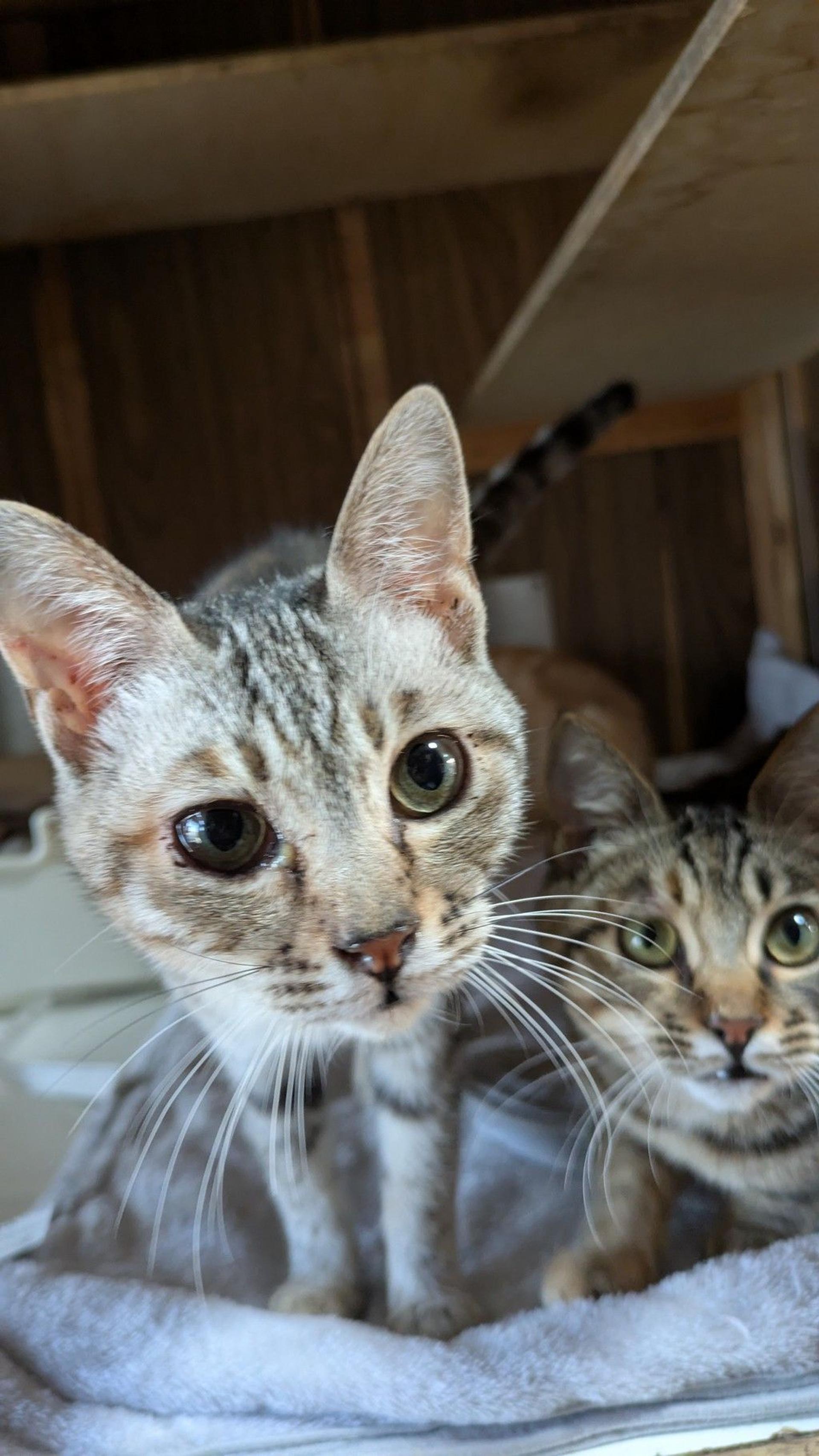 pet-image-3