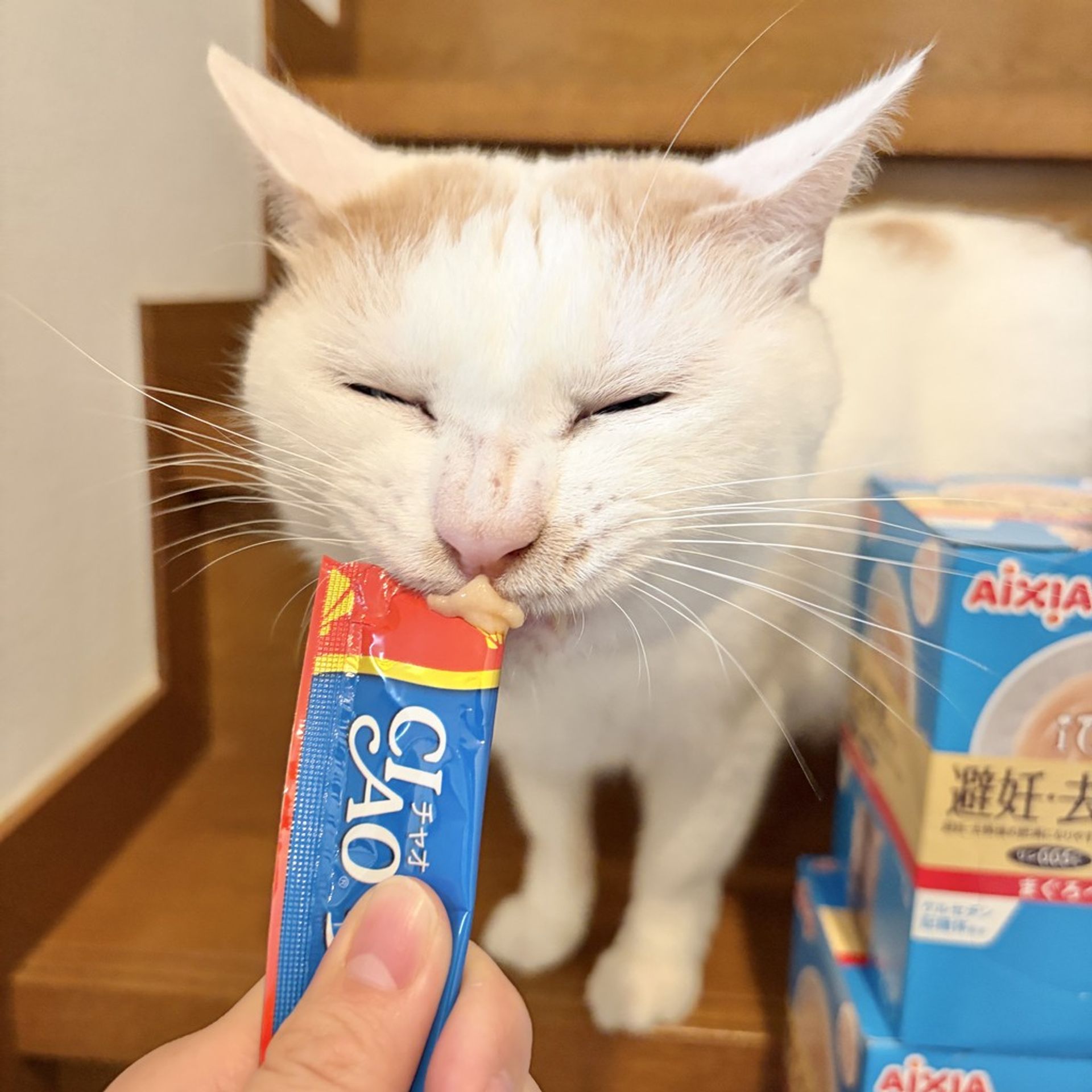 雑種（ミックス猫）・オスの里親募集の写真