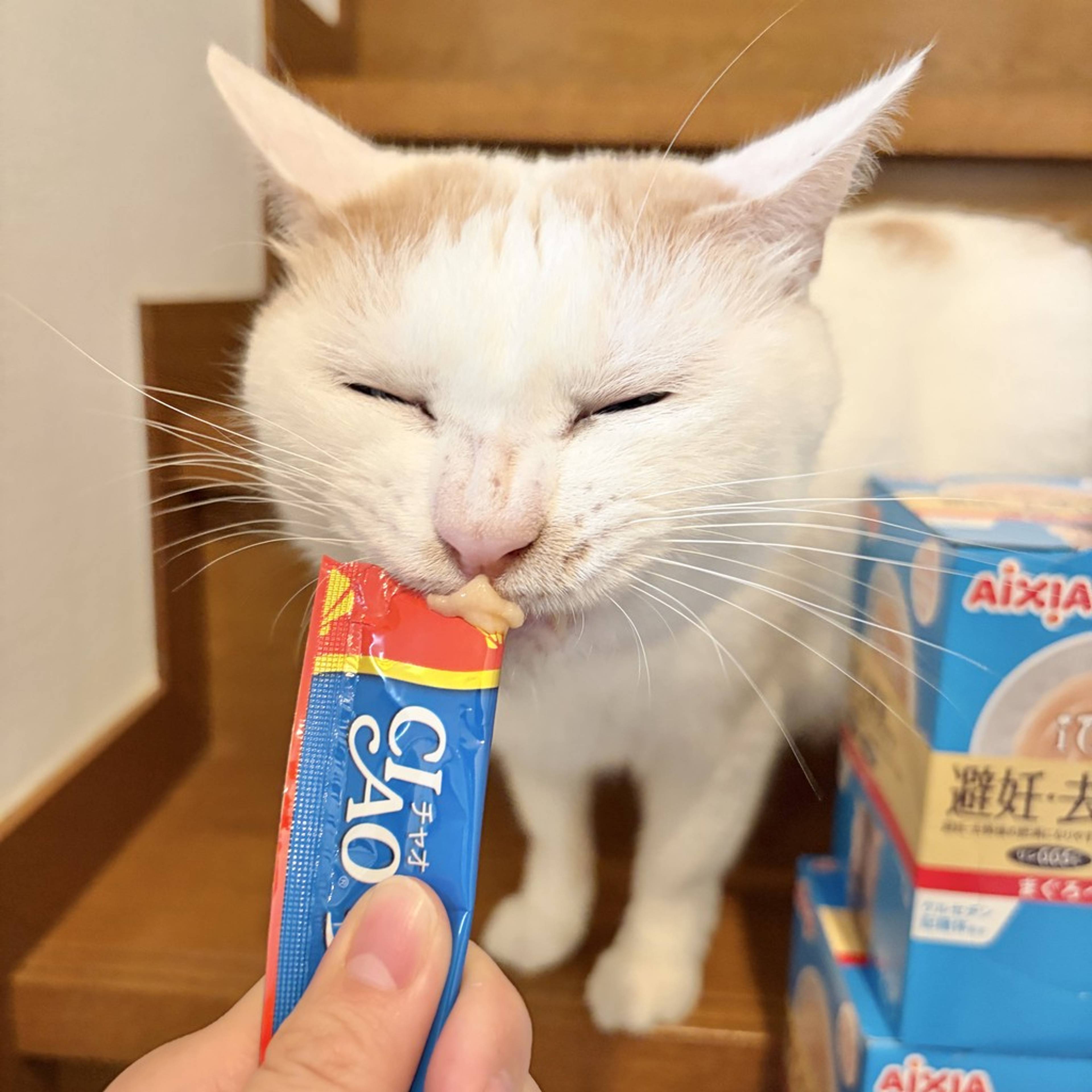 雑種（ミックス猫）・オスの里親募集の写真