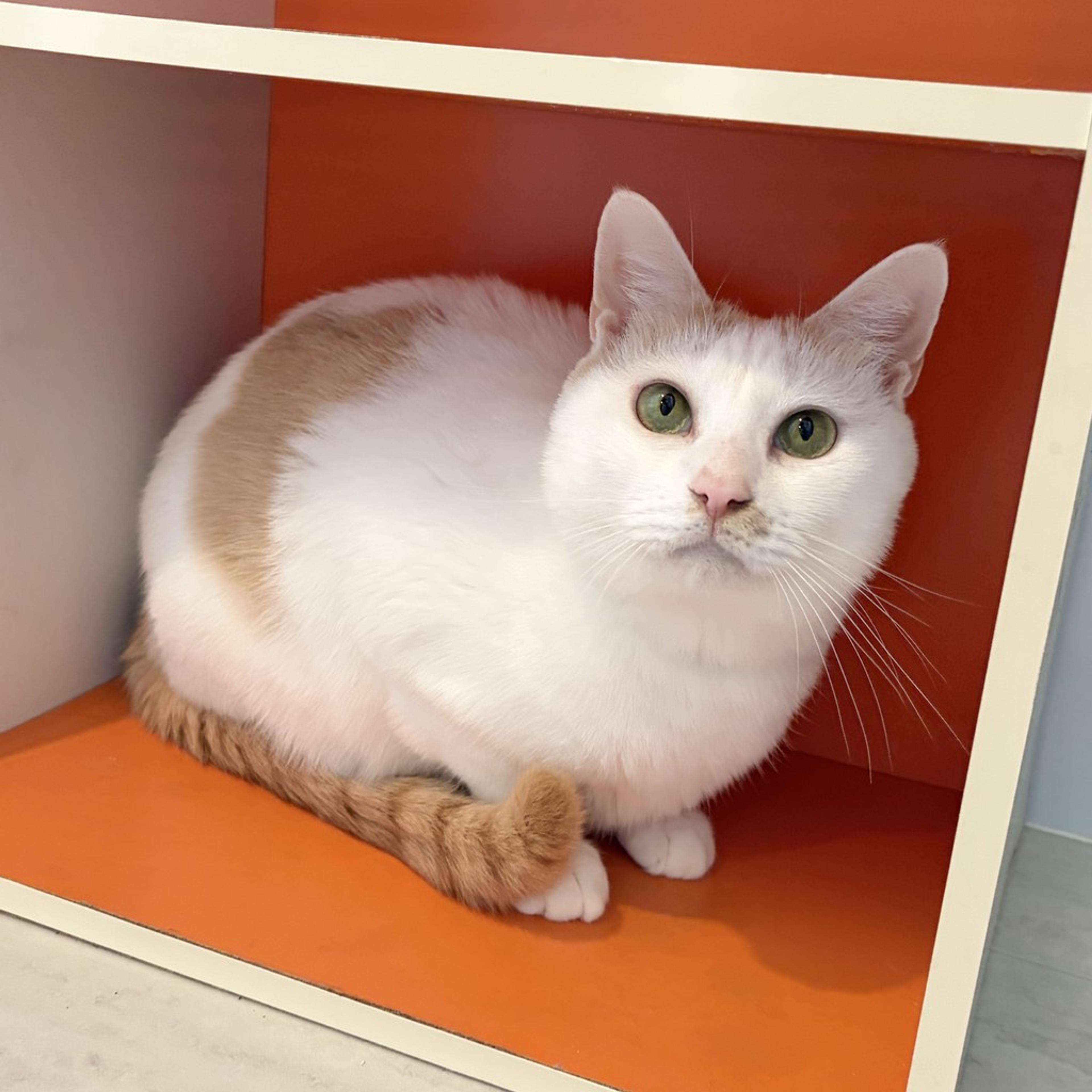 pet-image-2