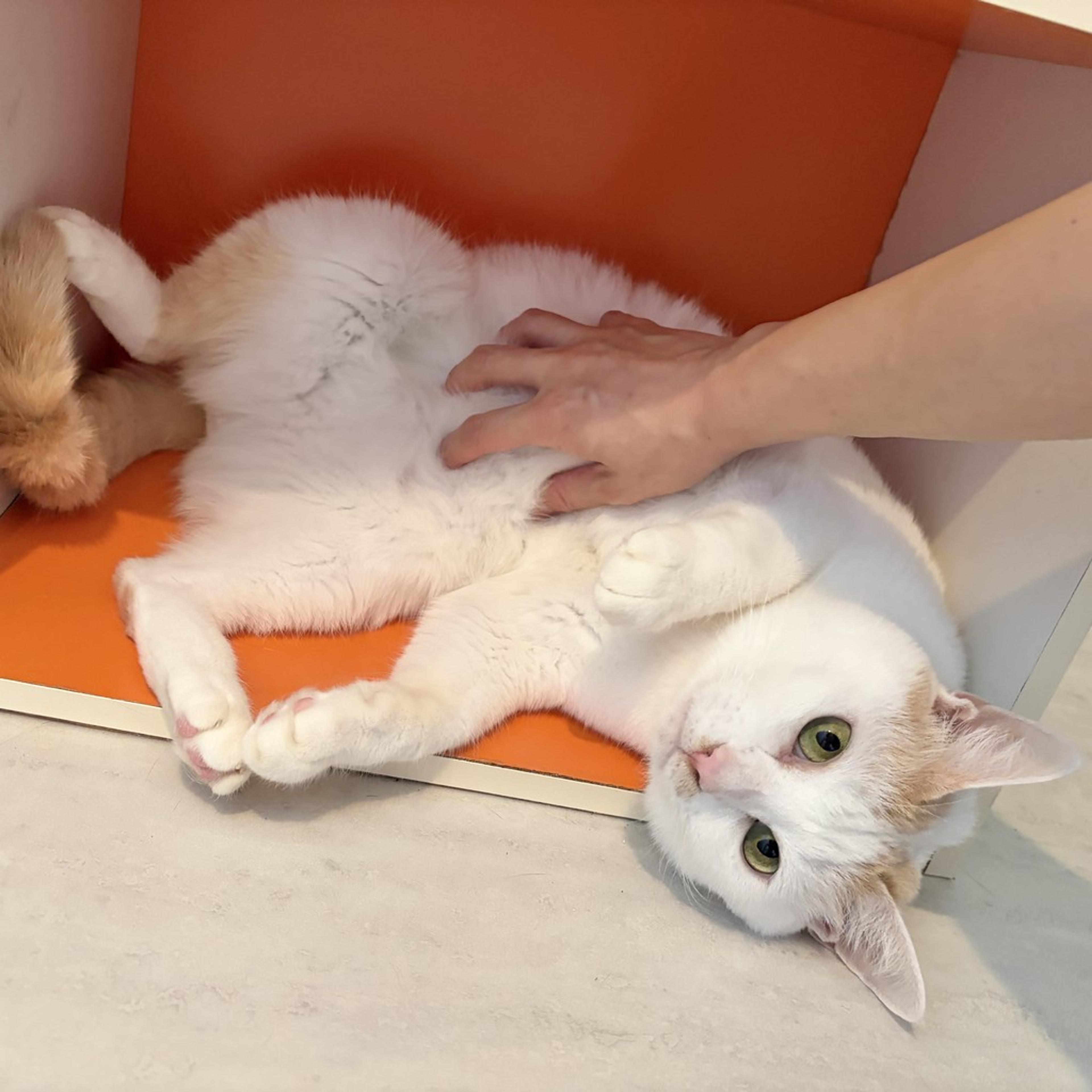 pet-image-3