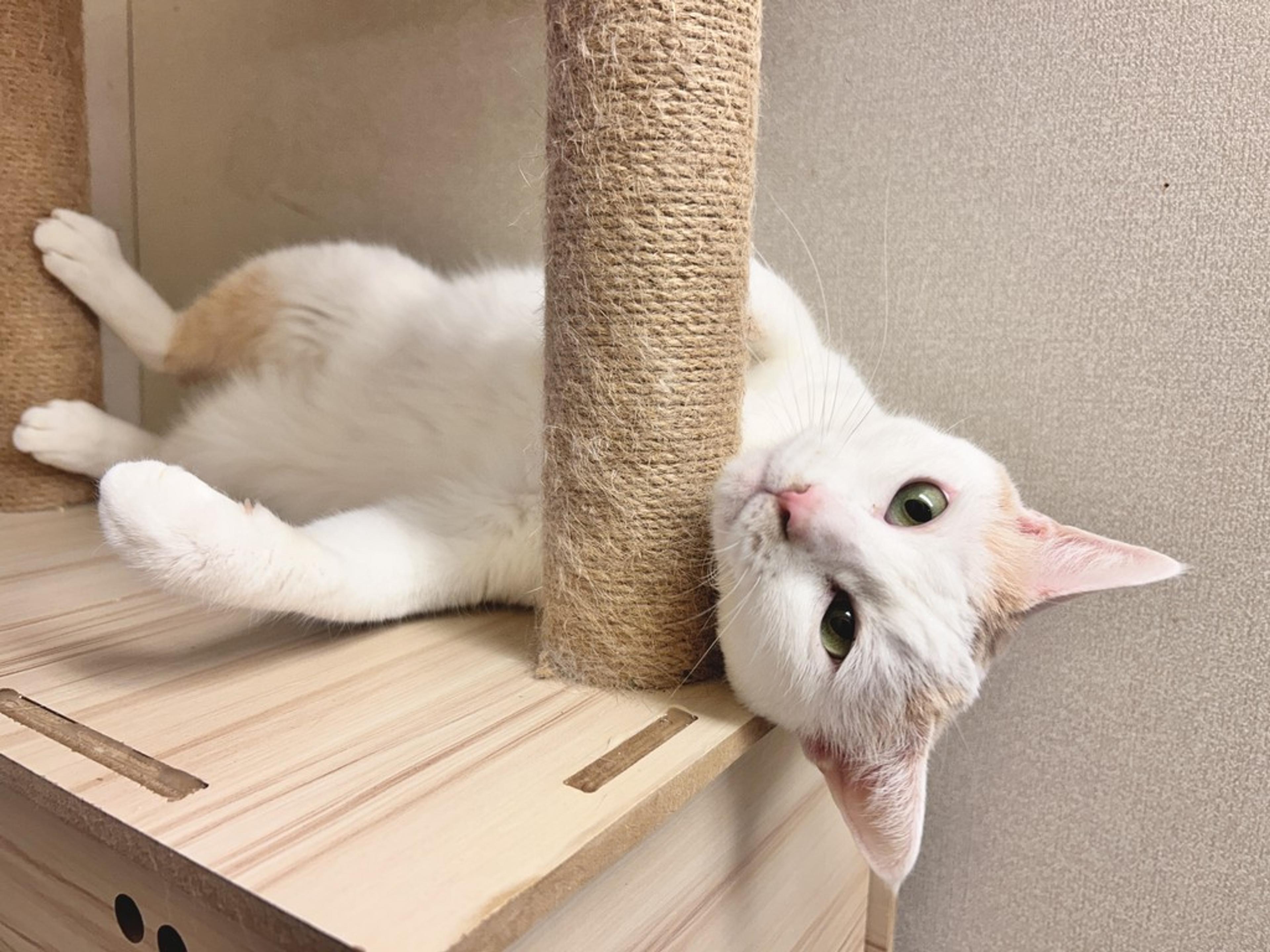 pet-image-4