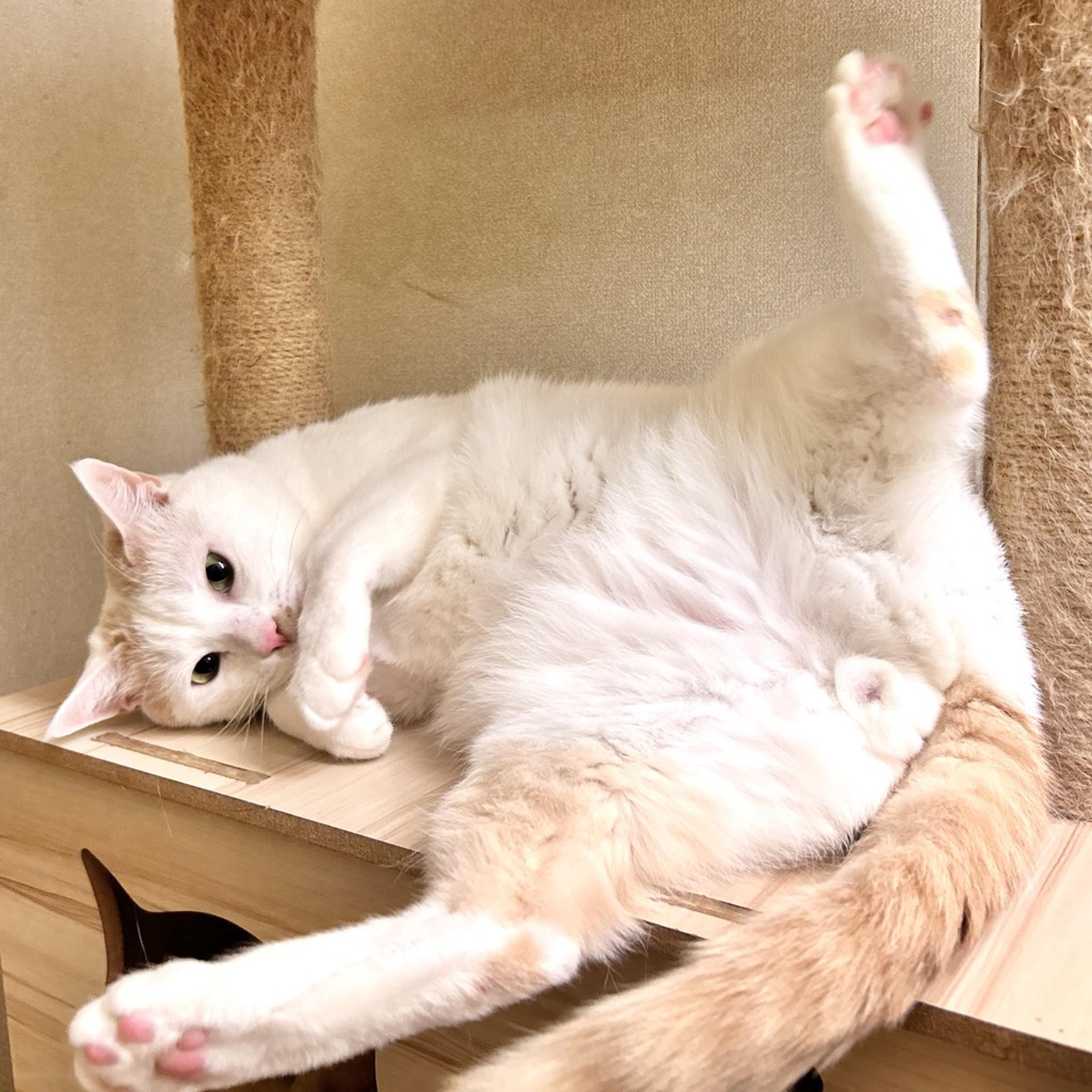 pet-image-5