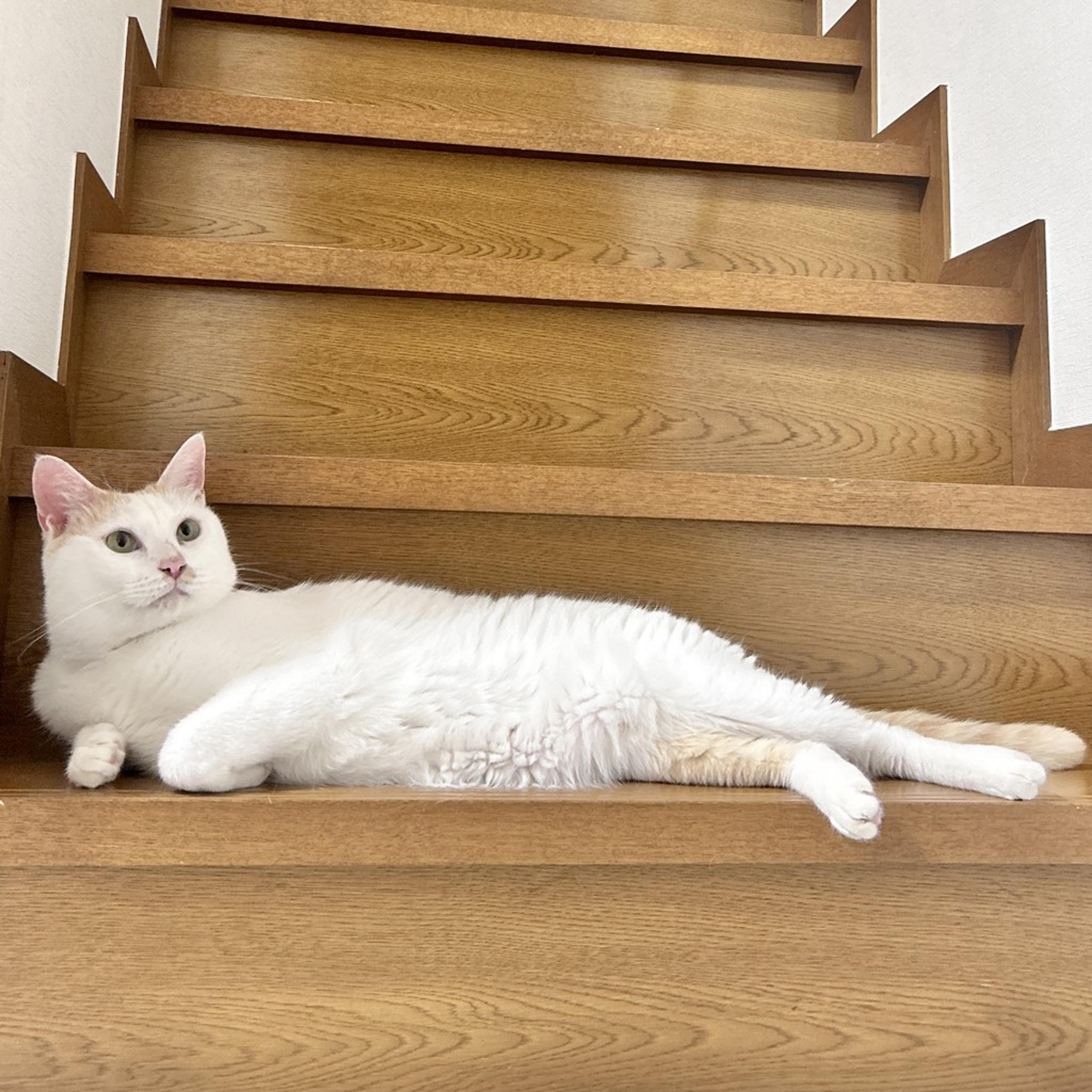 pet-image-6