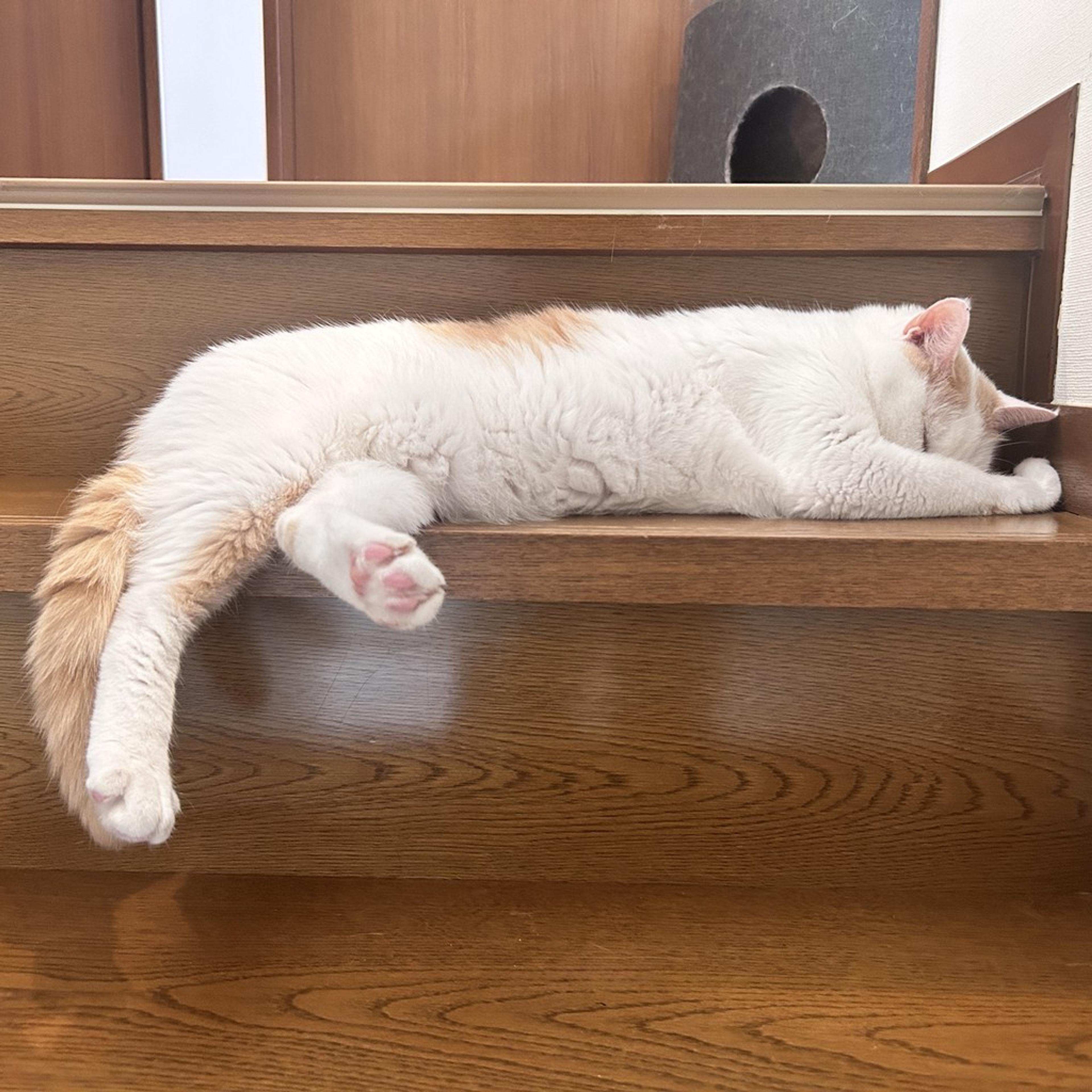 pet-image-7