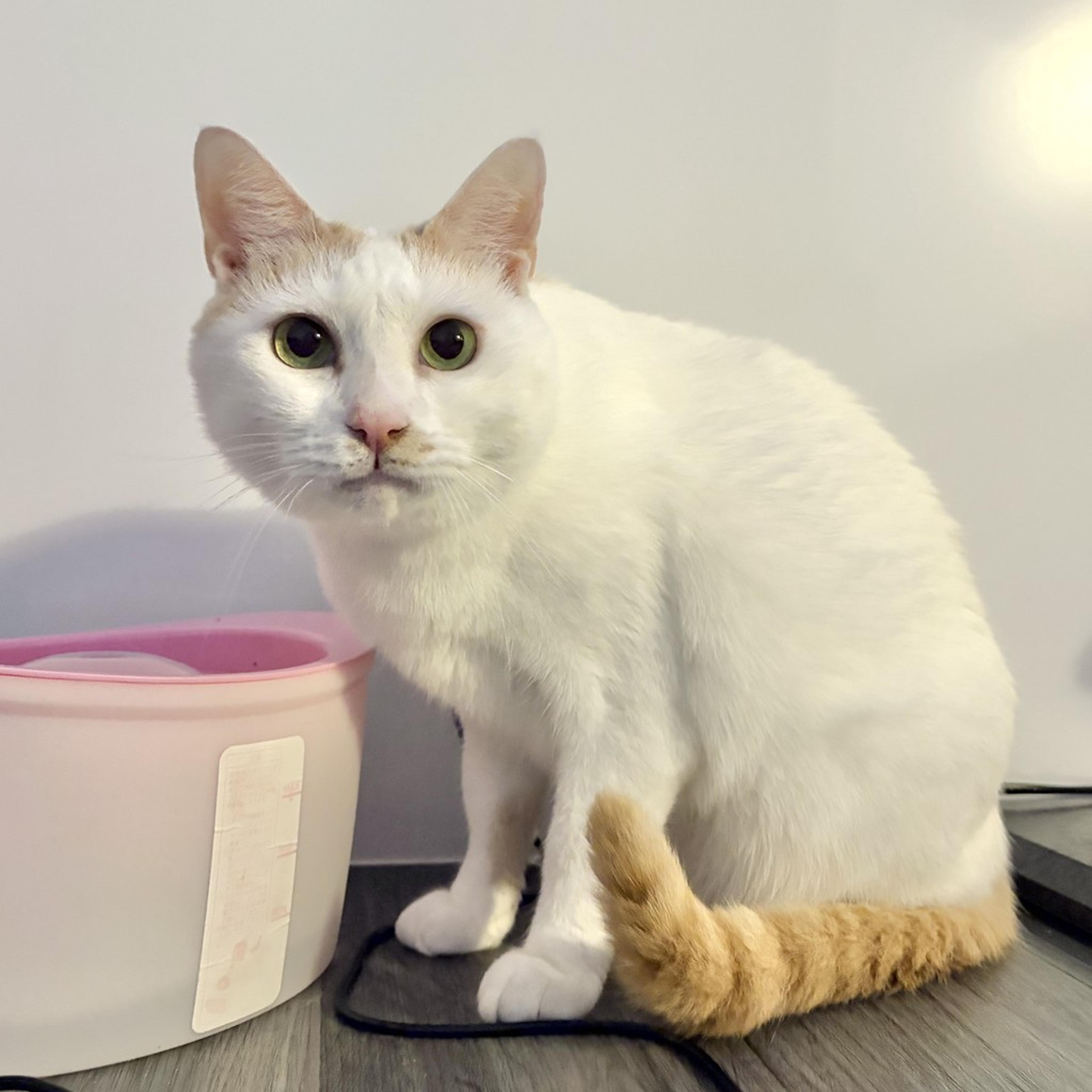 pet-image-8